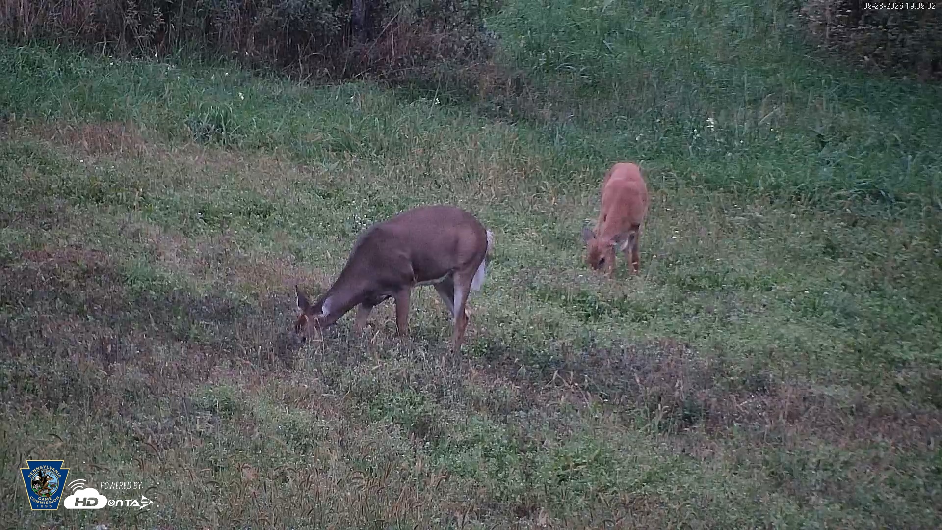 Snapshot of Pennsylvania Elk Live Webcam taken Sep 28, 2026, 7:10pm EDT
