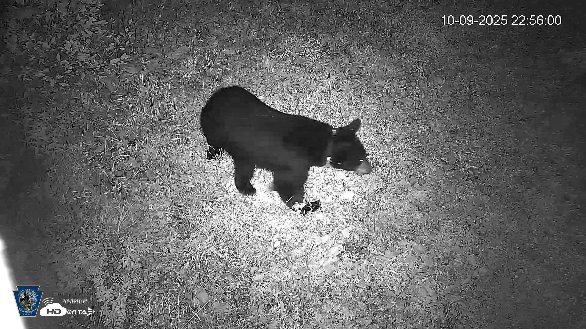 Snapshot of Pennsylvania Elk Live Webcam taken Oct 9, 2025, 10:56pm EDT