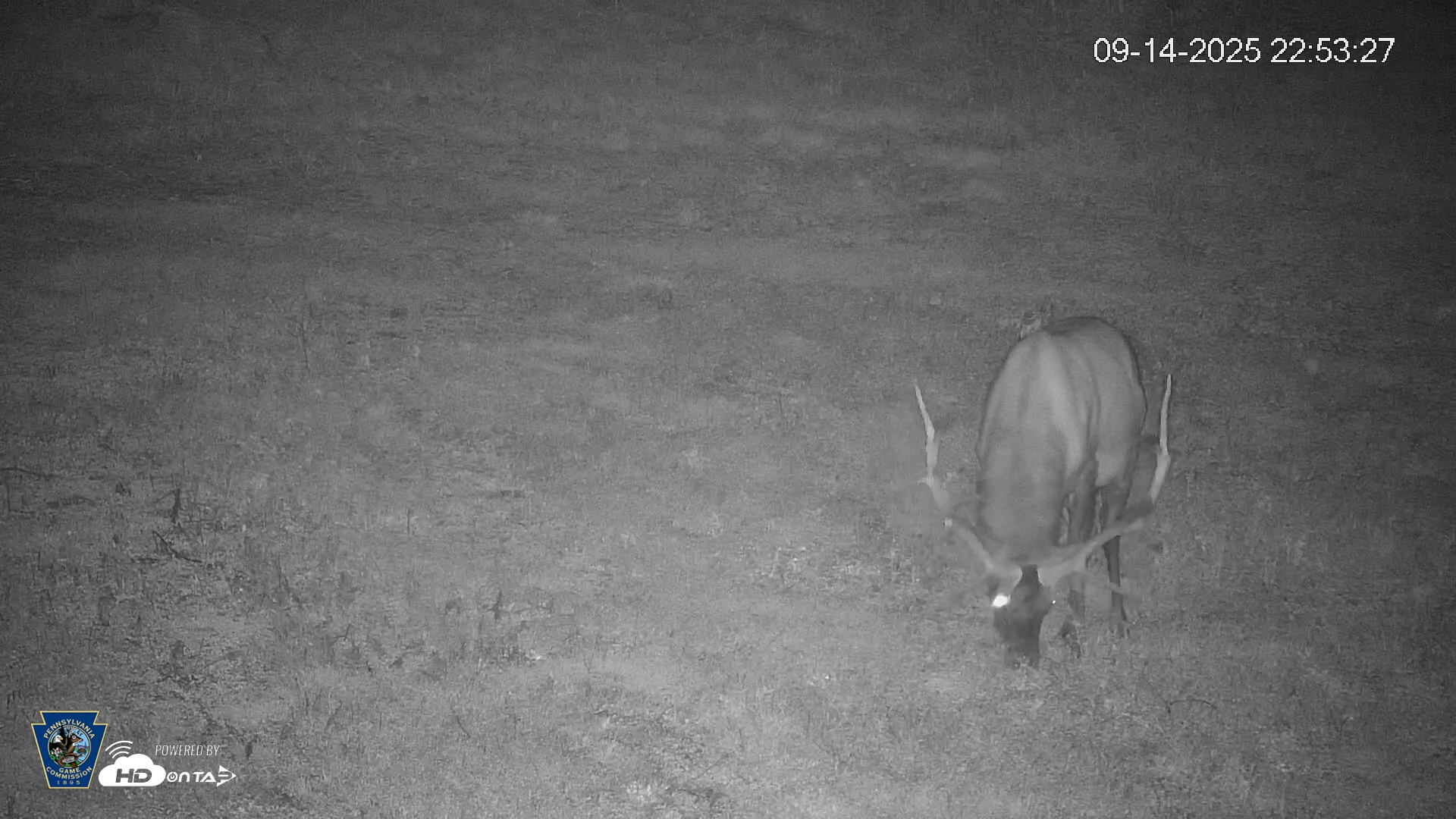 Snapshot of Pennsylvania Elk Live Webcam taken Sep 14, 2025, 10:54pm EDT