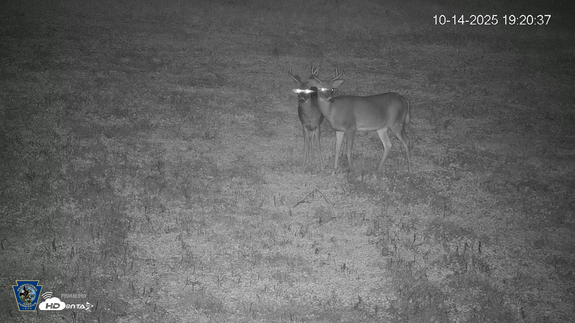 Snapshot of Pennsylvania Elk Live Webcam taken Oct 14, 2025, 7:21pm EDT
