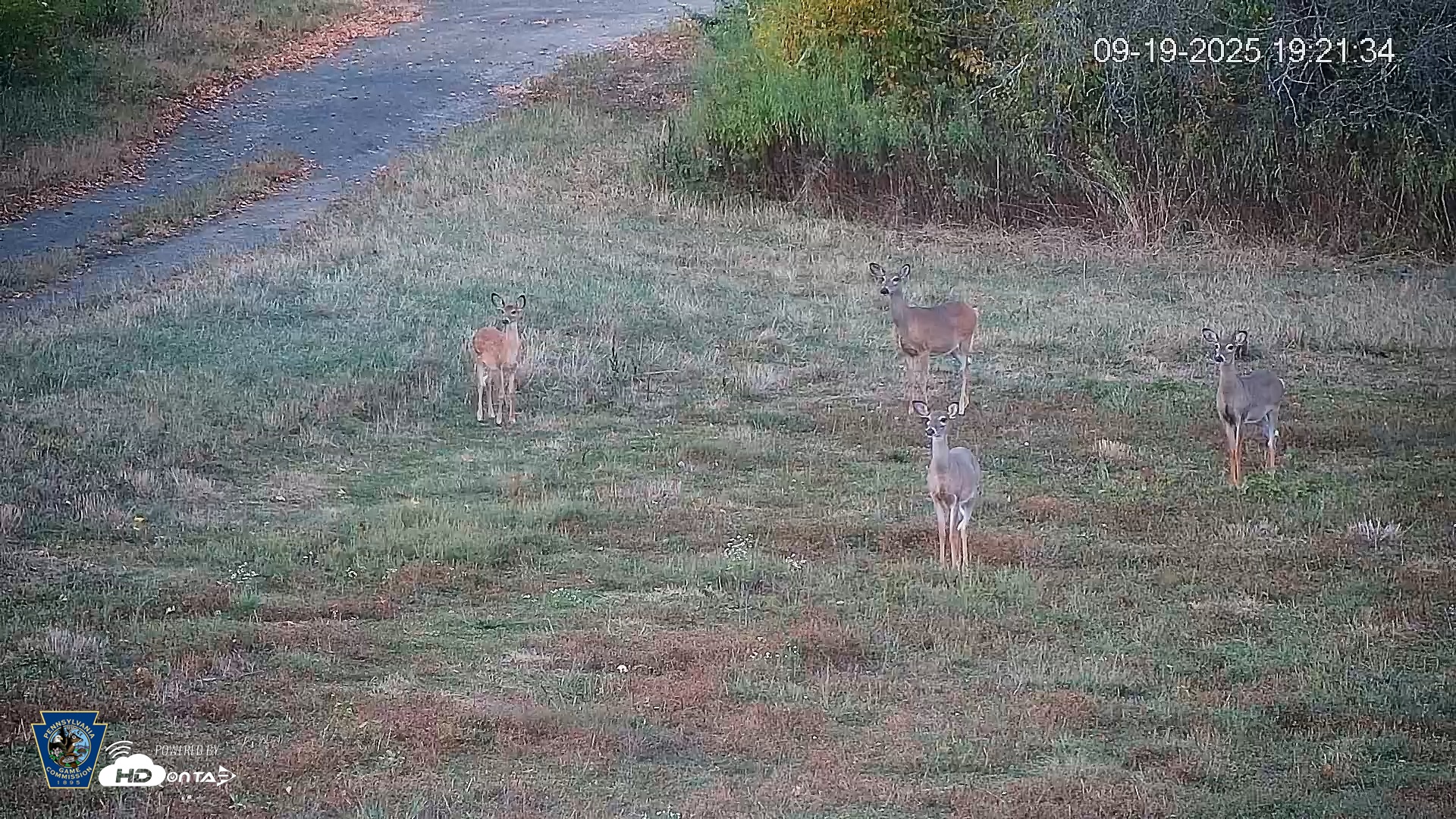 Snapshot of Pennsylvania Elk Live Webcam taken Sep 19, 2025, 7:22pm EDT