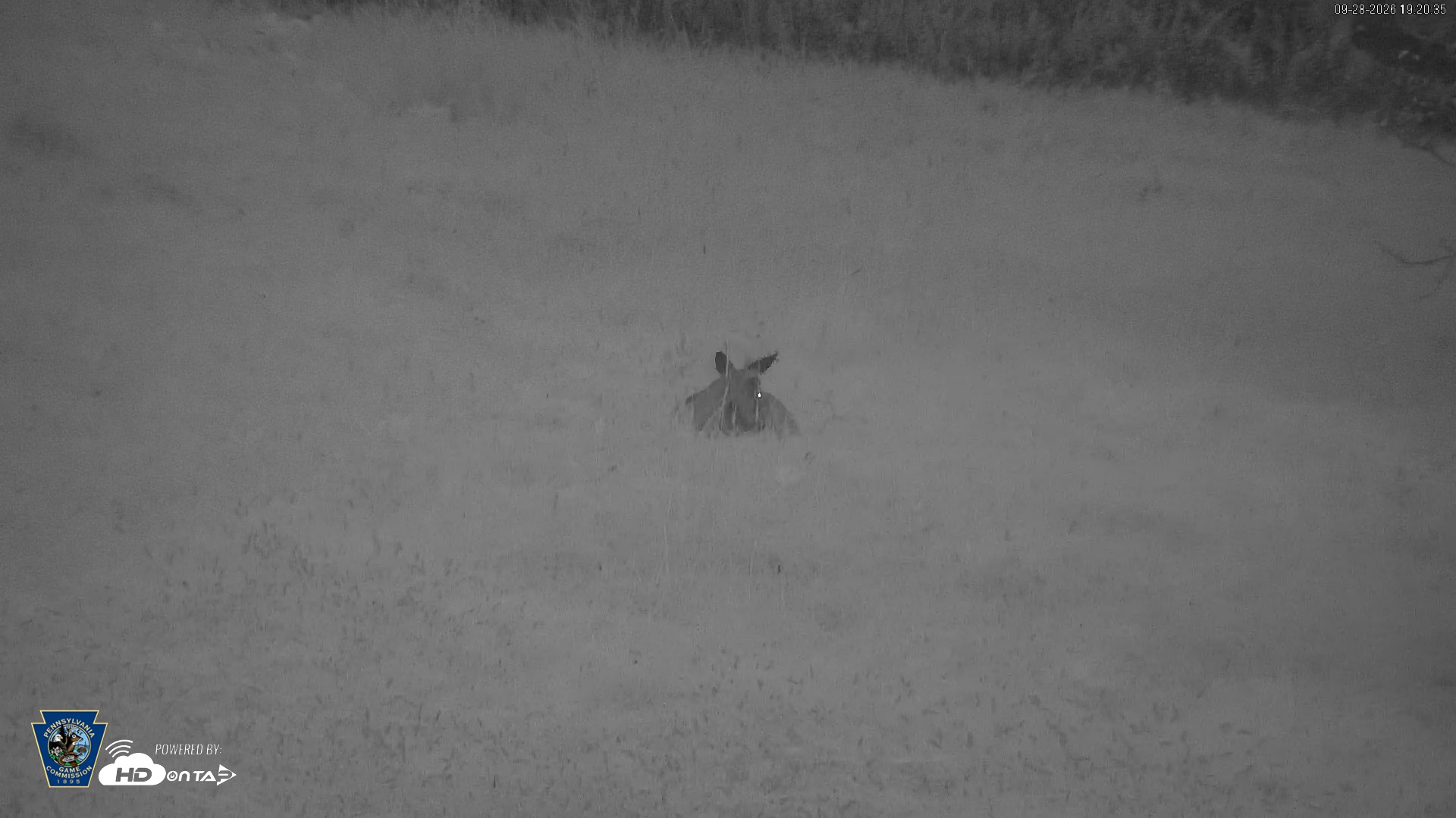 Snapshot of Pennsylvania Elk Live Webcam taken Sep 28, 2026, 7:21pm EDT