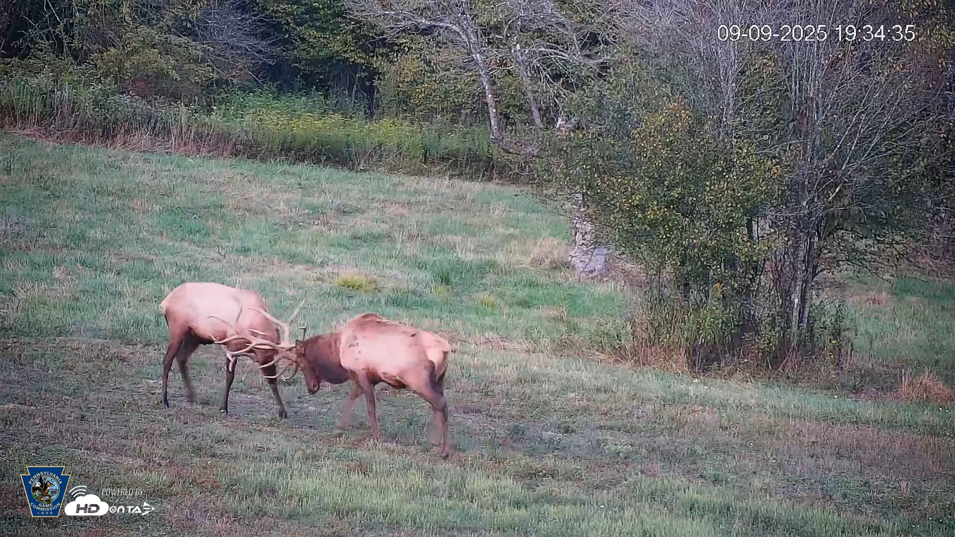 Snapshot of Pennsylvania Elk Live Webcam taken Sep 9, 2025, 7:35pm EDT