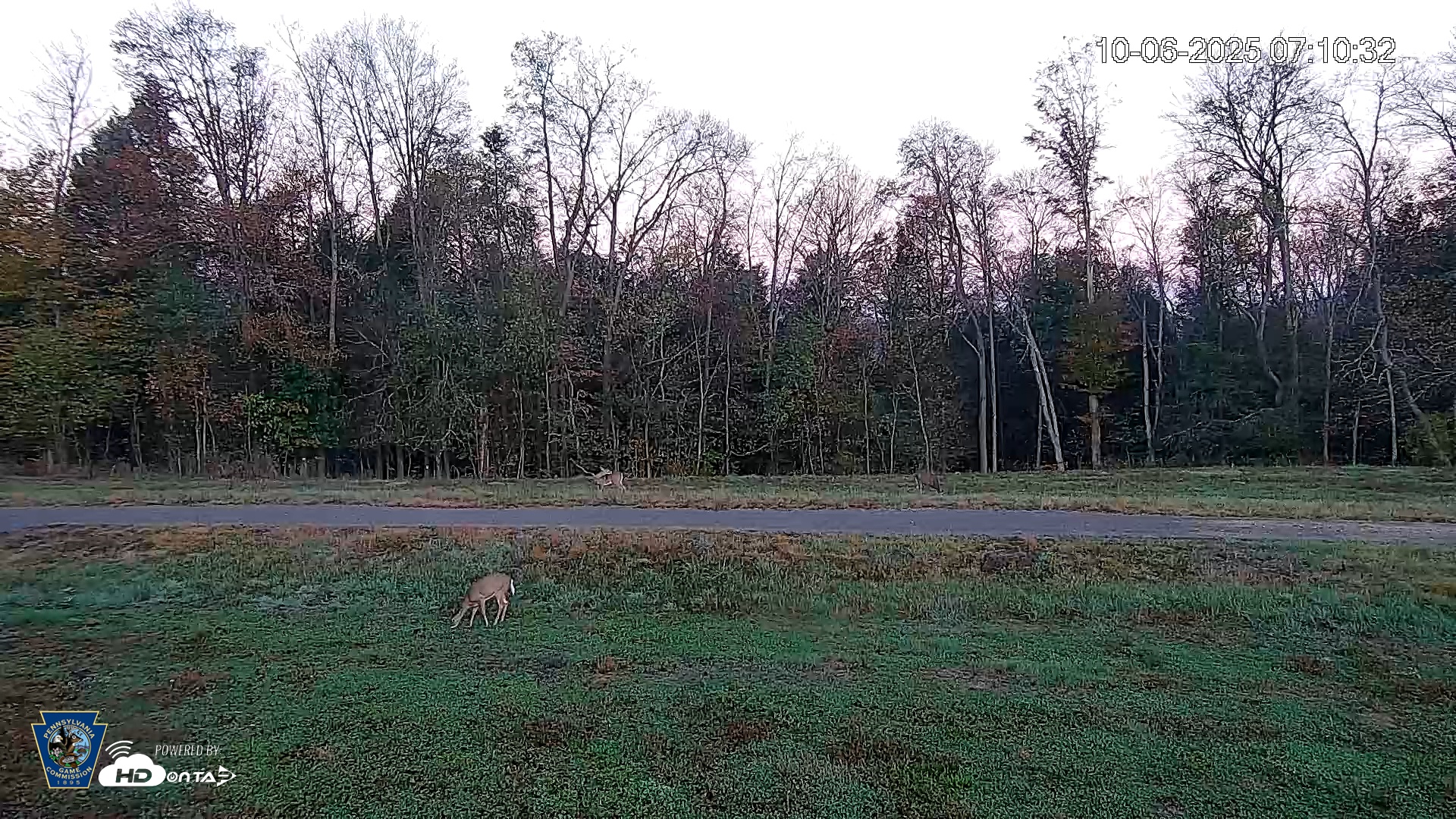 Snapshot of Pennsylvania Elk Live Webcam taken Oct 6, 2025, 7:11am EDT