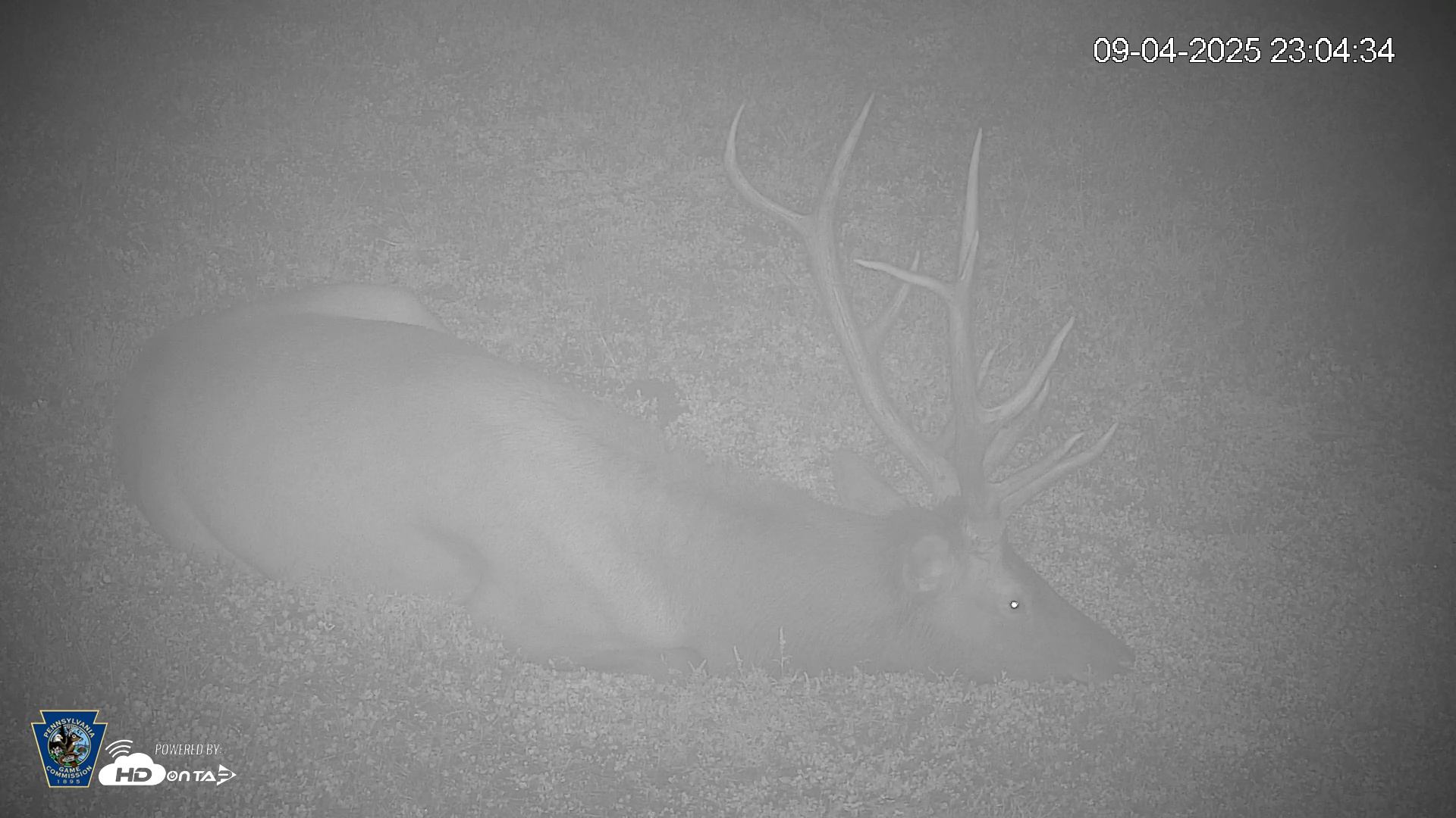 Snapshot of Pennsylvania Elk Live Webcam taken Sep 4, 2025, 11:05pm EDT
