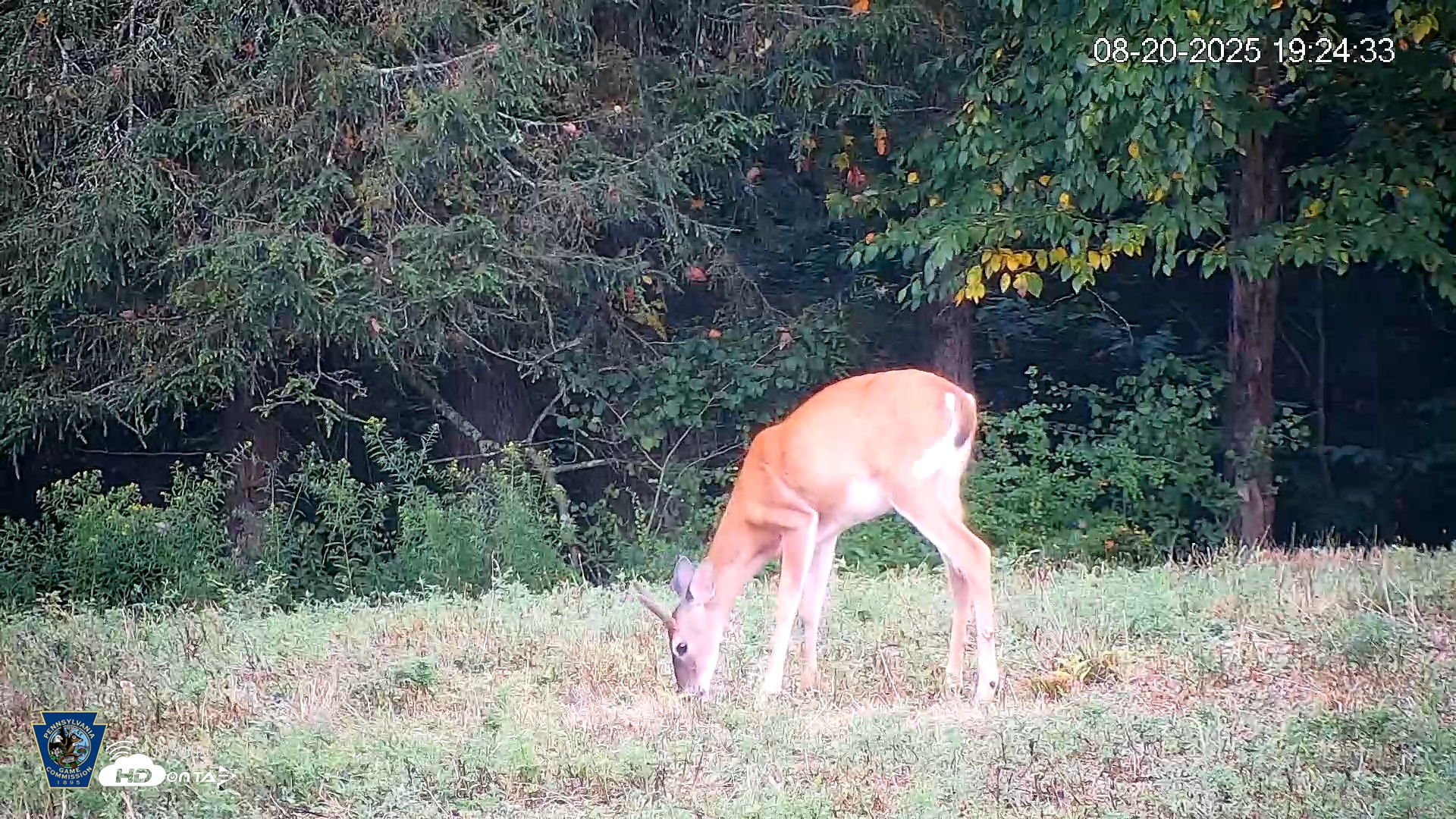 Snapshot of Pennsylvania Elk Live Webcam taken Aug 20, 2025, 7:26pm EDT