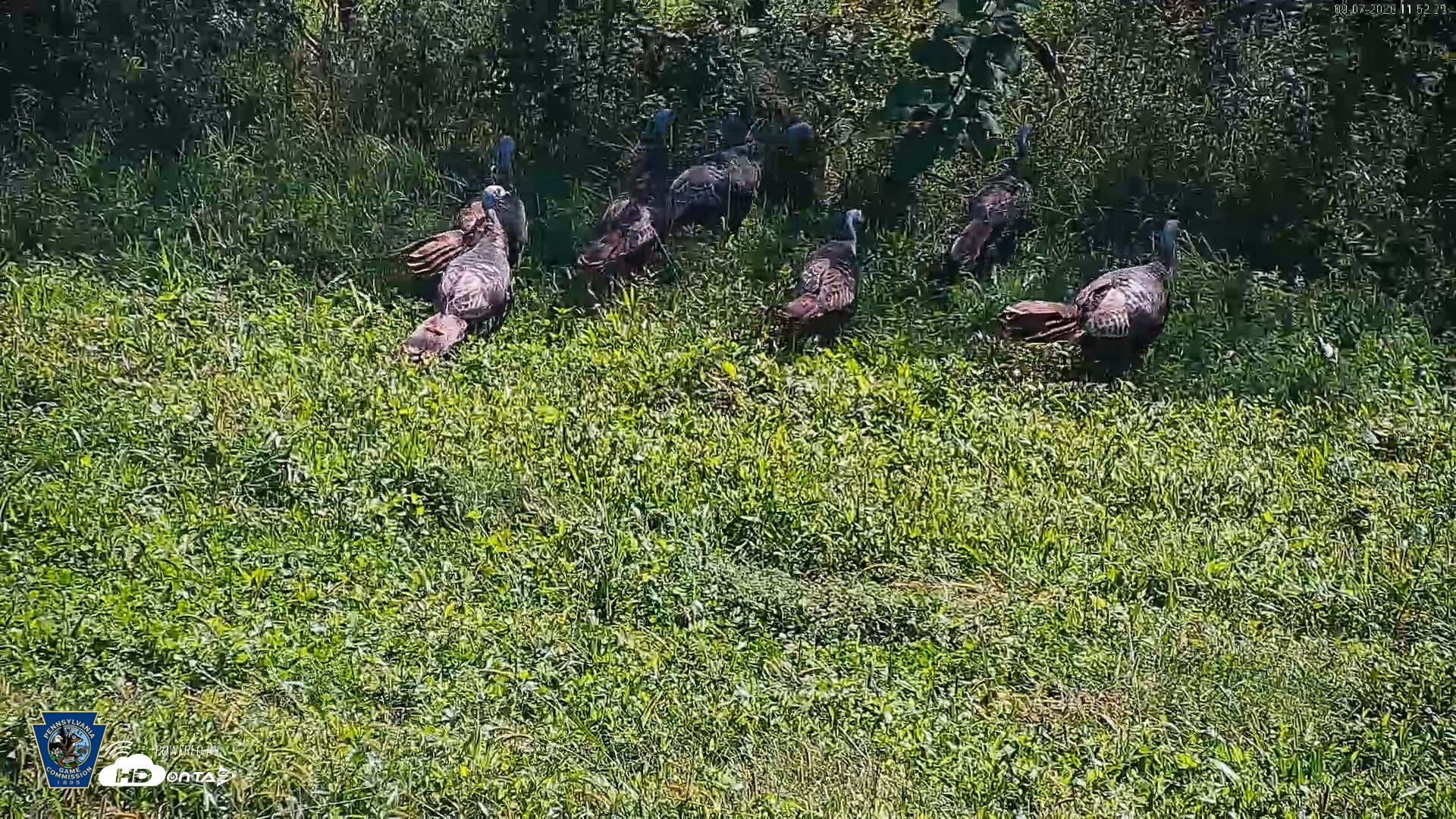 Snapshot of Pennsylvania Elk Live Webcam taken Sep 7, 2026, 11:53am EDT