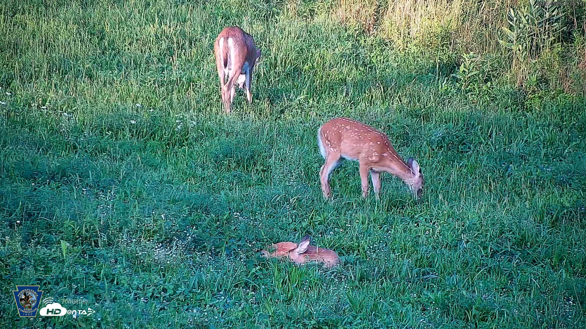 Snapshot of Pennsylvania Elk Live Webcam taken Aug 21, 2026, 7:06pm EDT