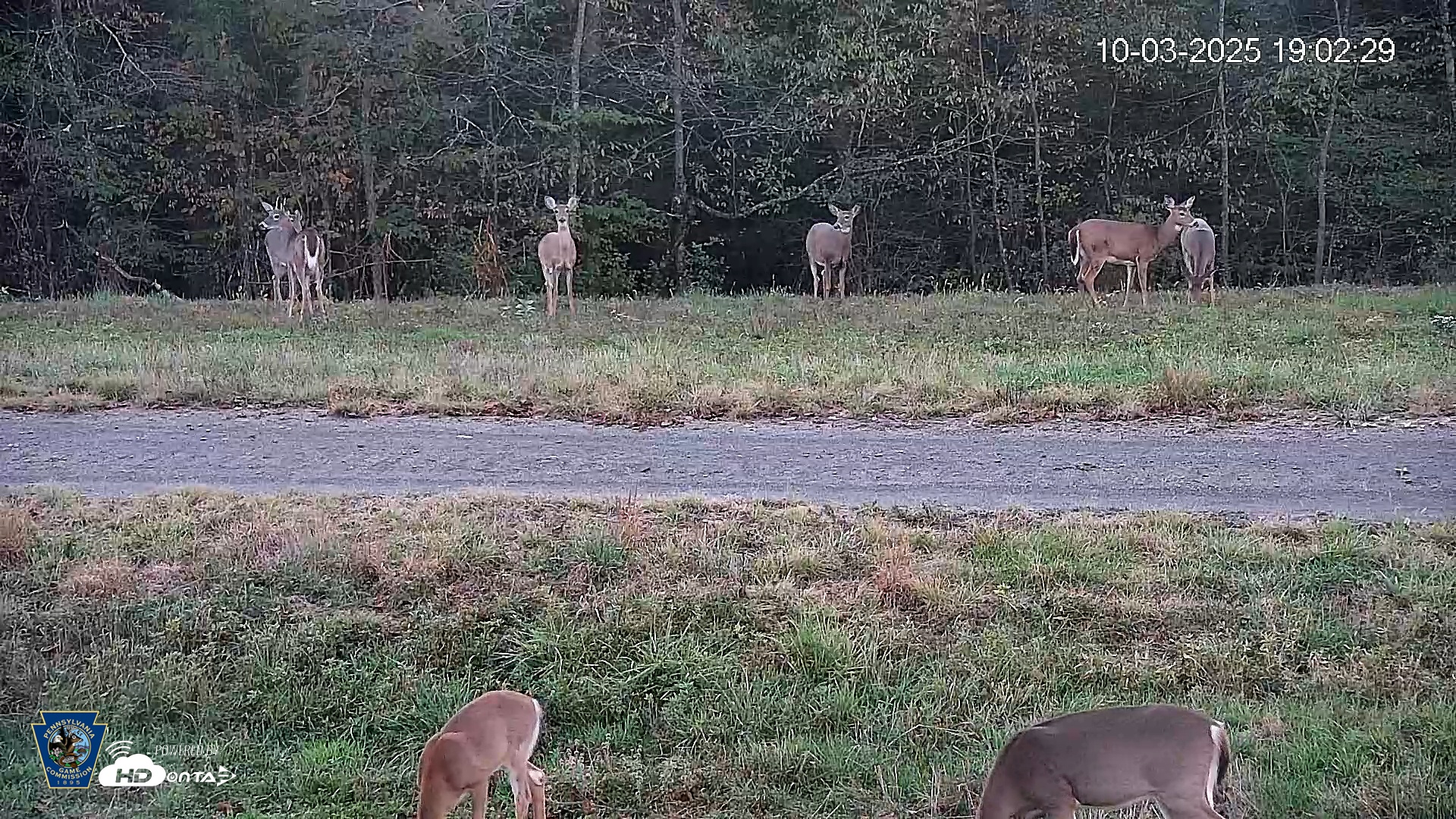 Snapshot of Pennsylvania Elk Live Webcam taken Oct 3, 2025, 7:02pm EDT