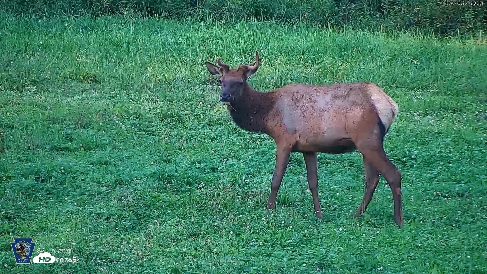 Snapshot of Pennsylvania Elk Live Webcam taken Aug 7, 2026, 7:04pm EDT