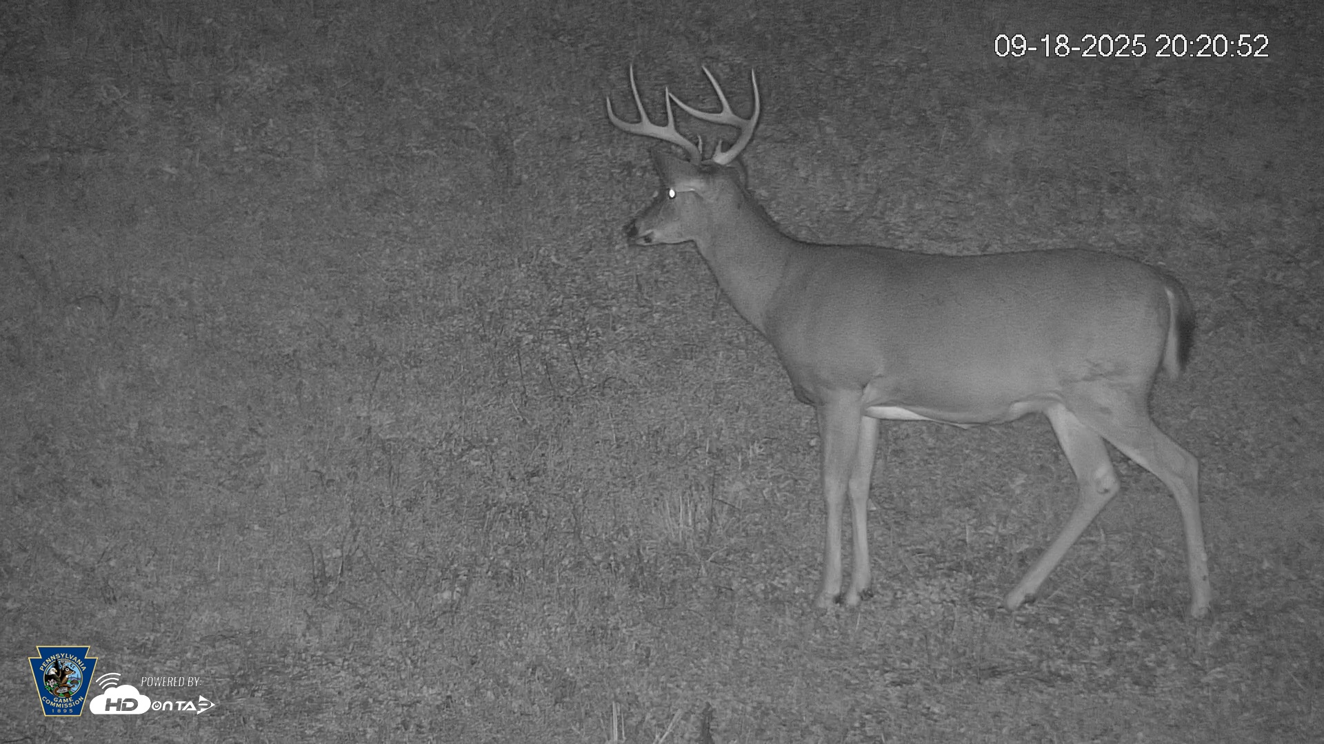Snapshot of Pennsylvania Elk Live Webcam taken Sep 18, 2025, 8:21pm EDT