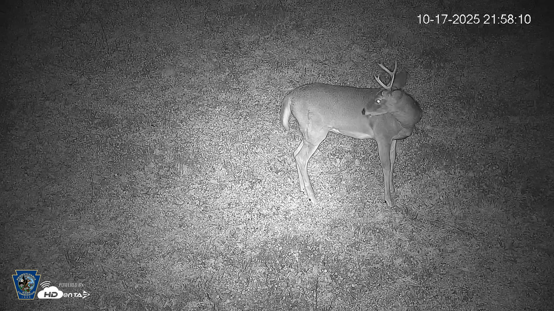 Snapshot of Pennsylvania Elk Live Webcam taken Oct 17, 2025, 9:59pm EDT