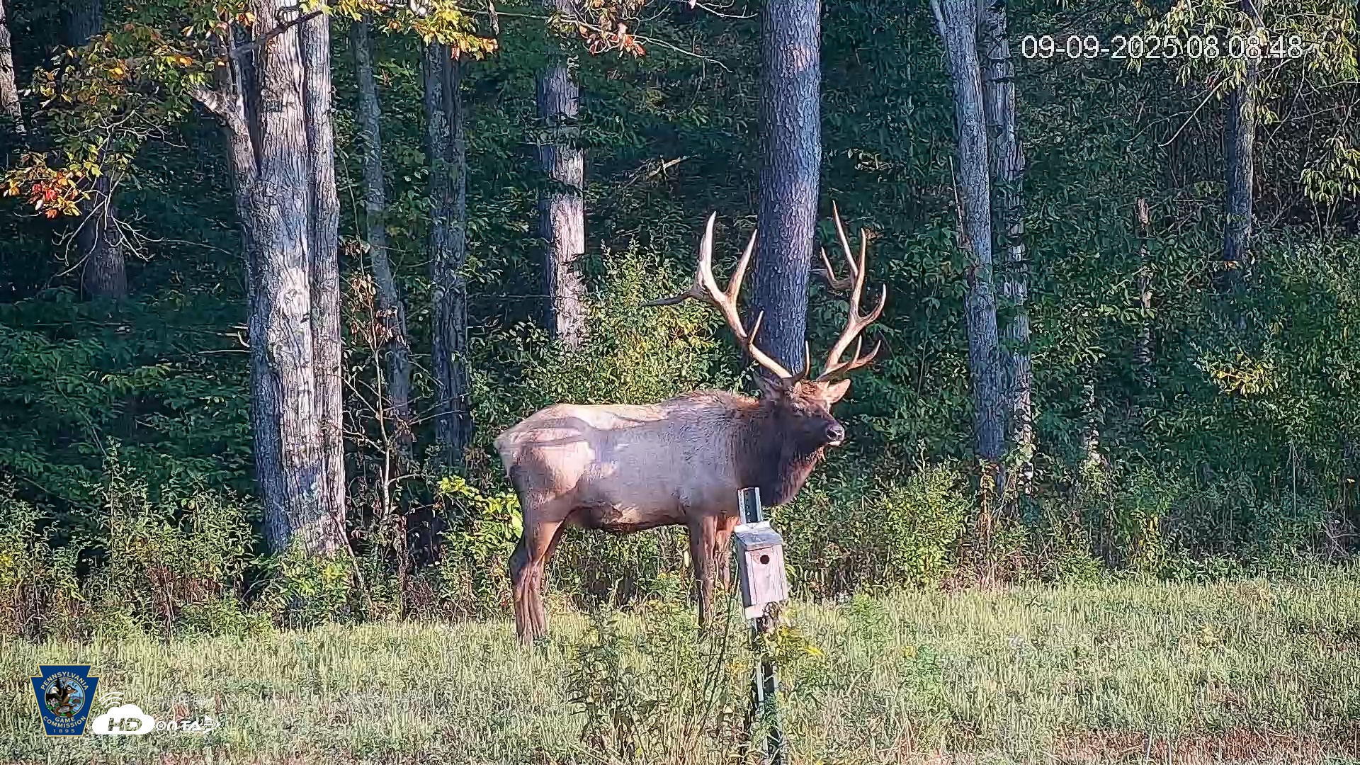 Snapshot of Pennsylvania Elk Live Webcam taken Sep 9, 2025, 8:09am EDT