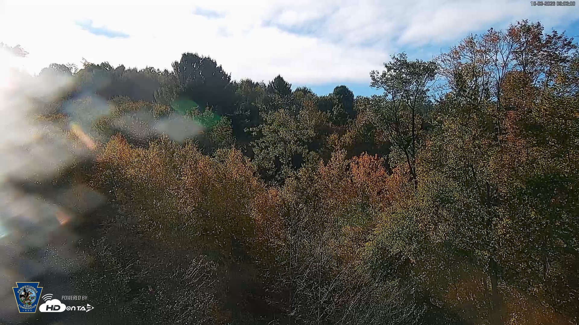 Snapshot of Pennsylvania Elk Live Webcam taken Oct 3, 2026, 9:03am EDT
