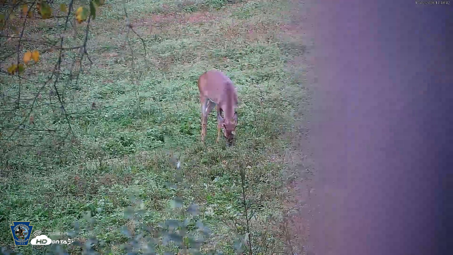 Snapshot of Pennsylvania Elk Live Webcam taken Oct 2, 2026, 5:49pm EDT