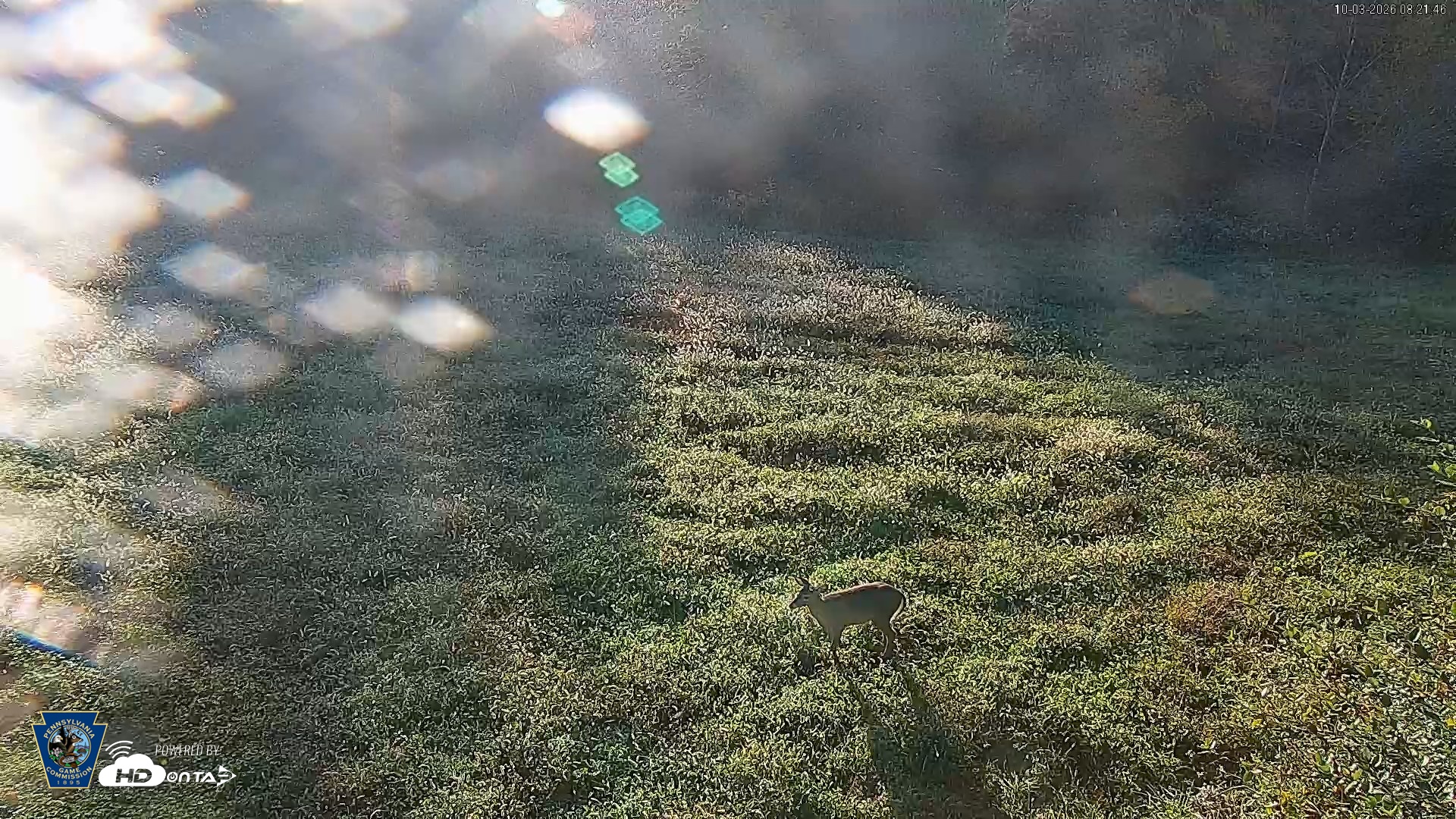 Snapshot of Pennsylvania Elk Live Webcam taken Oct 3, 2026, 8:22am EDT