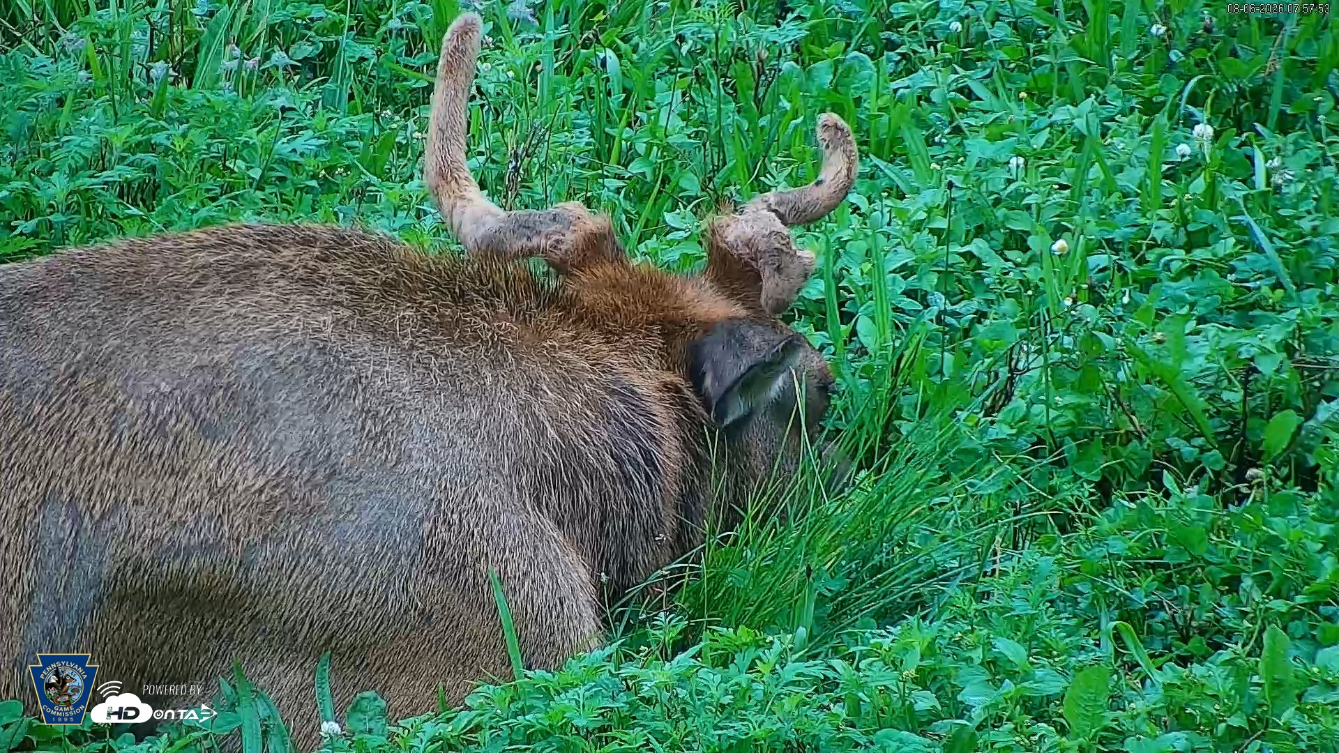 Snapshot of Pennsylvania Elk Live Webcam taken Aug 6, 2026, 7:59am EDT