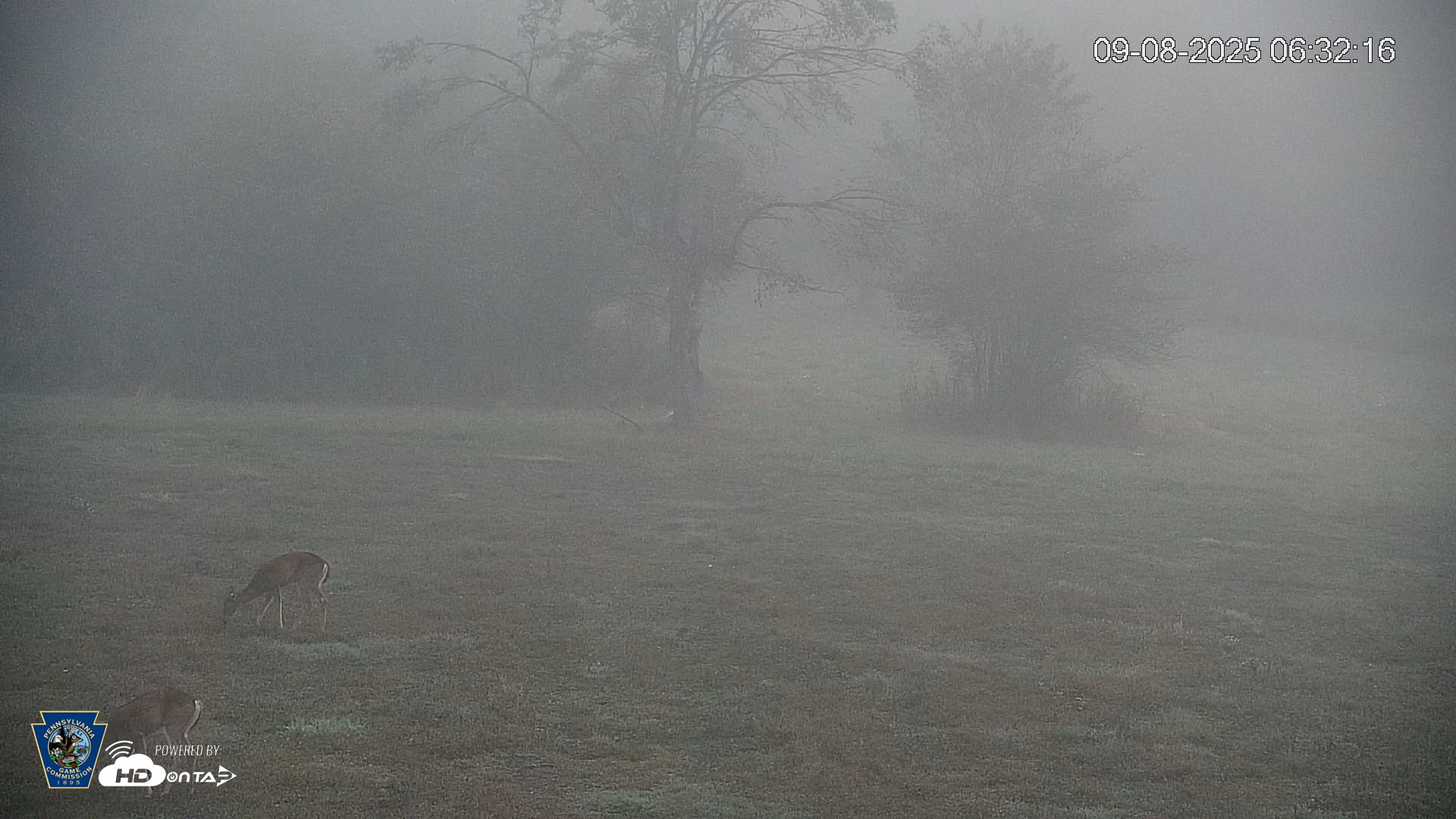 Snapshot of Pennsylvania Elk Live Webcam taken Sep 8, 2025, 6:32am EDT