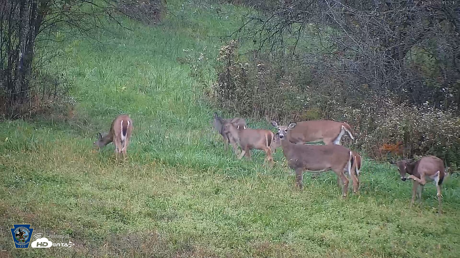 Snapshot of Pennsylvania Elk Live Webcam taken Oct 1, 2026, 6:53pm EDT