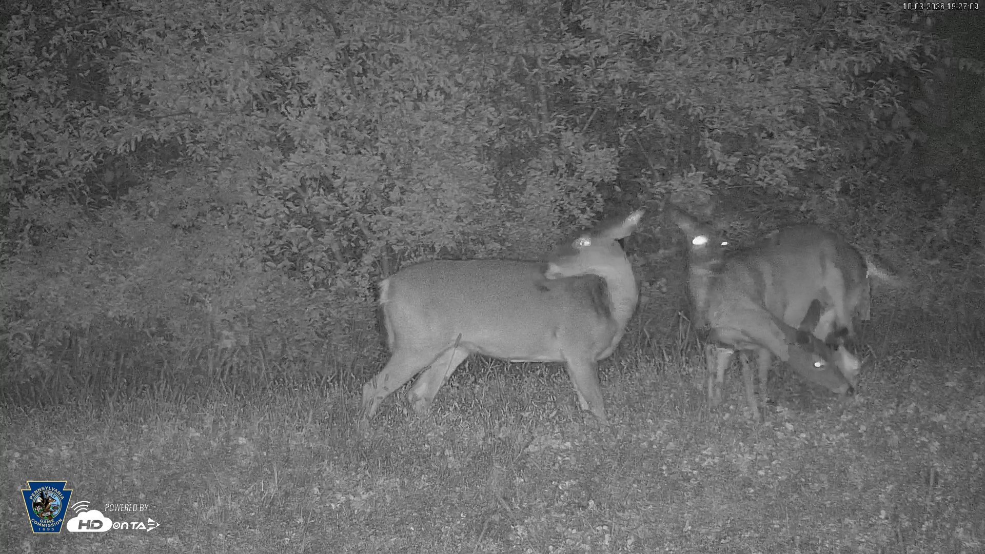 Snapshot of Pennsylvania Elk Live Webcam taken Oct 3, 2026, 7:27pm EDT