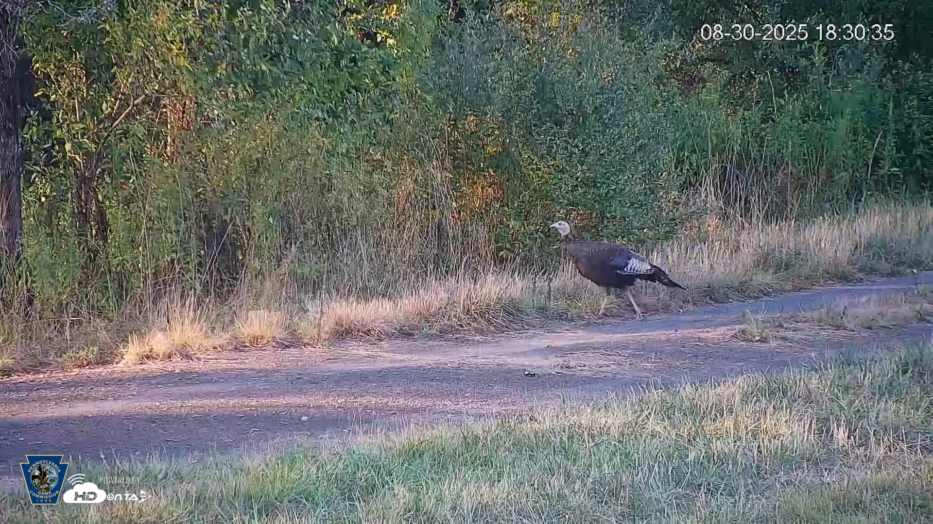 Snapshot of Pennsylvania Elk Live Webcam taken Aug 30, 2025, 6:31pm EDT