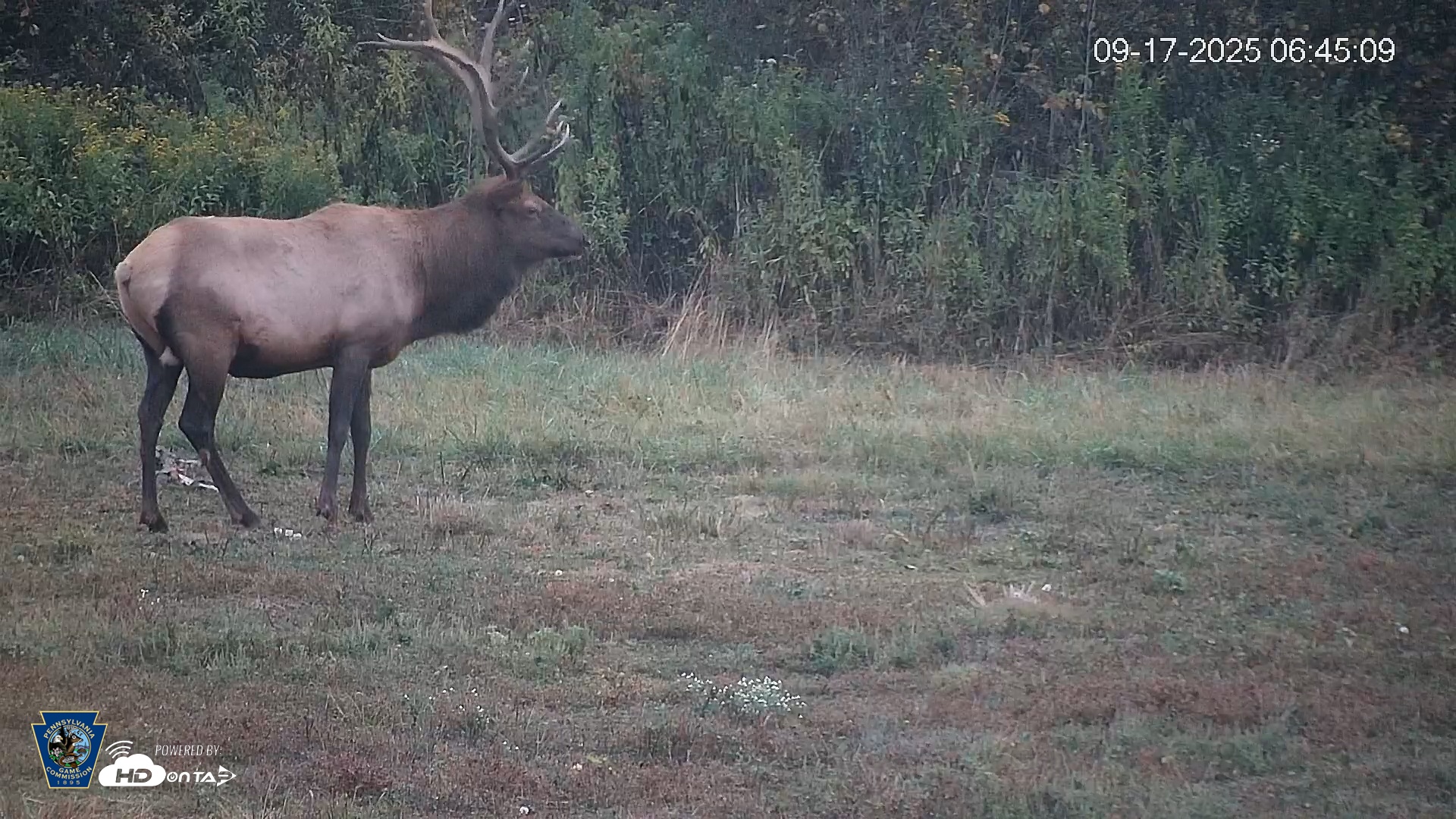 Snapshot of Pennsylvania Elk Live Webcam taken Sep 17, 2025, 6:45am EDT