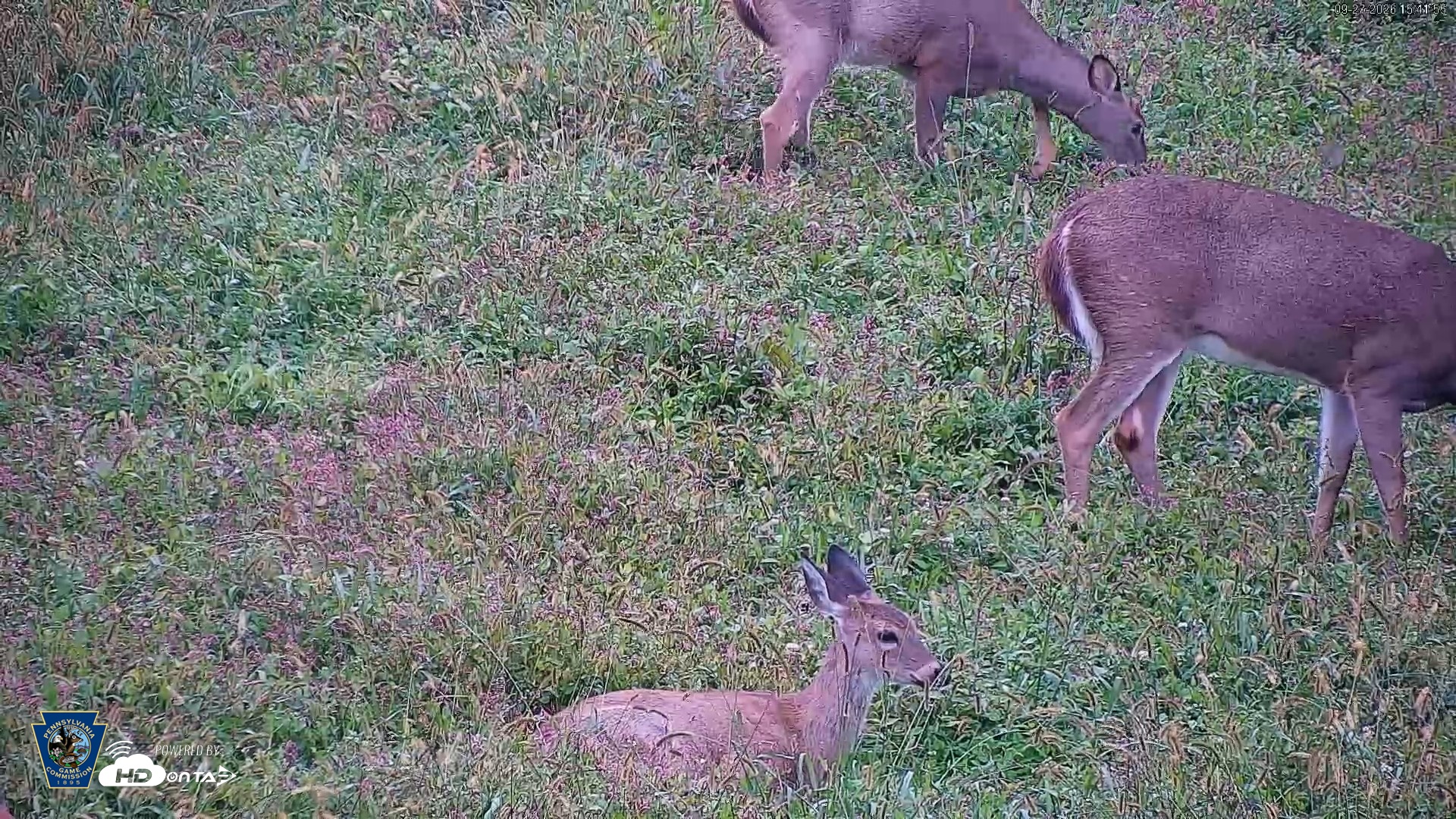Snapshot of Pennsylvania Elk Live Webcam taken Sep 27, 2026, 3:42pm EDT