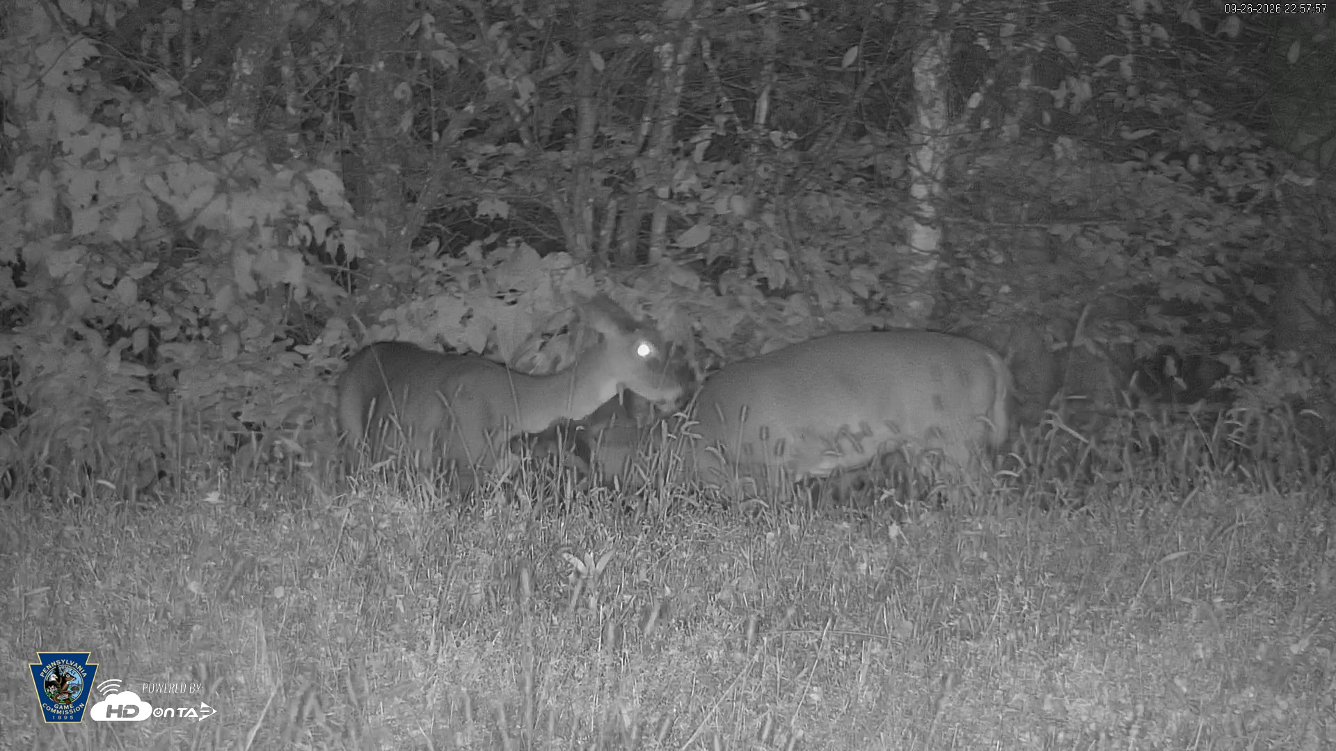 Snapshot of Pennsylvania Elk Live Webcam taken Sep 26, 2026, 10:58pm EDT