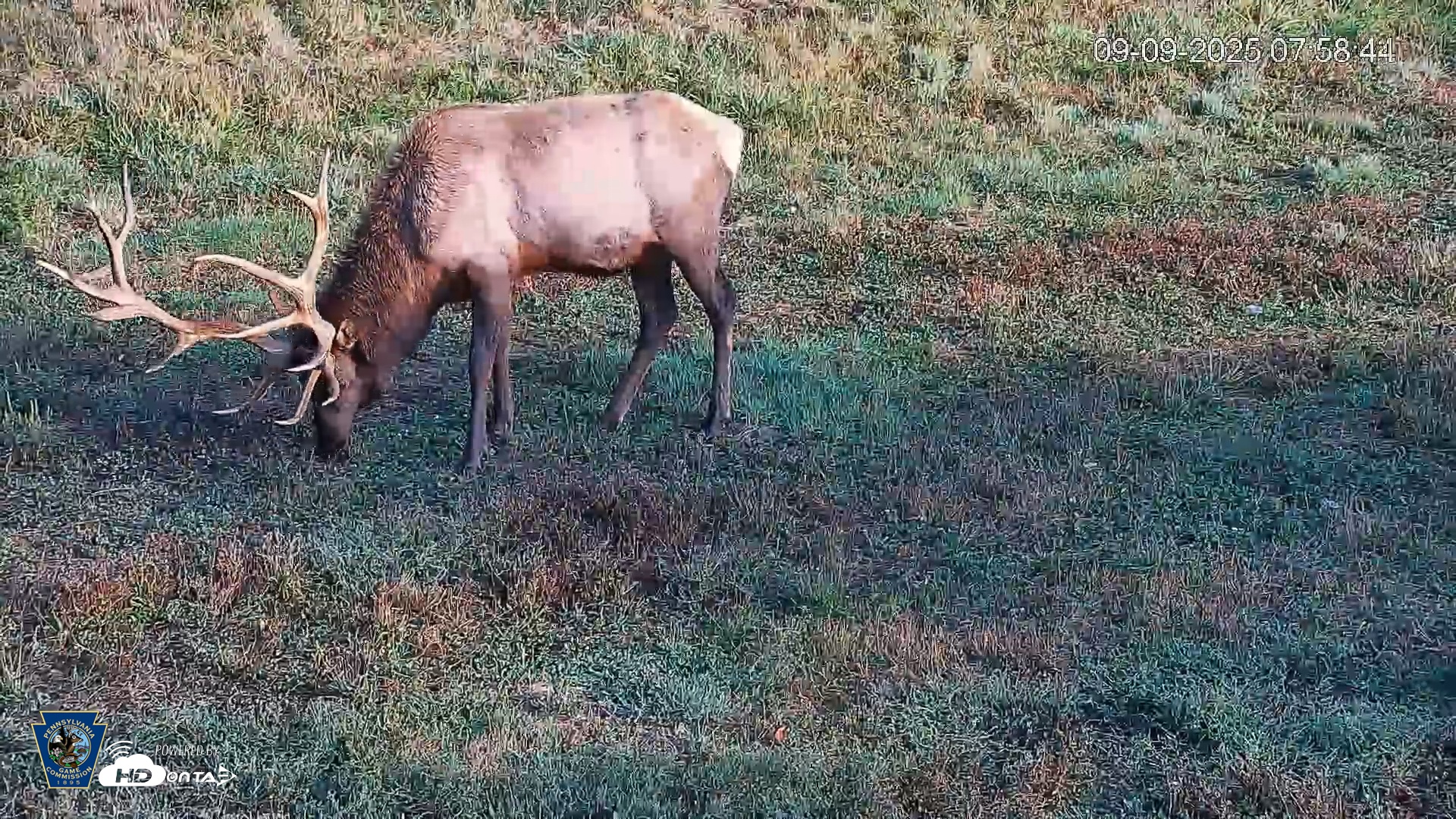Snapshot of Pennsylvania Elk Live Webcam taken Sep 9, 2025, 7:59am EDT