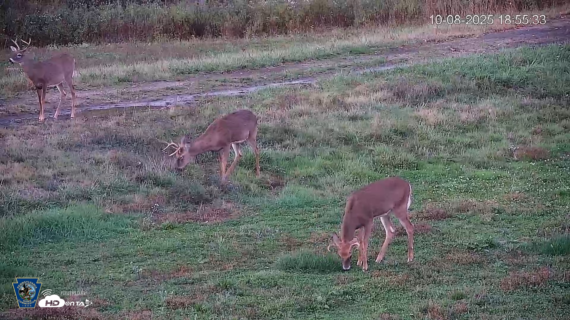 Snapshot of Pennsylvania Elk Live Webcam taken Oct 8, 2025, 6:56pm EDT