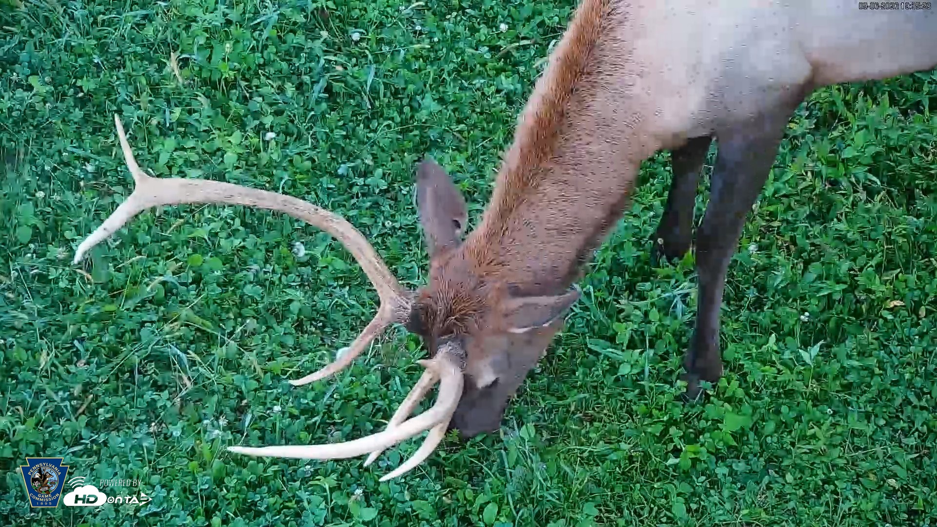 Snapshot of Pennsylvania Elk Live Webcam taken Sep 6, 2026, 7:36pm EDT
