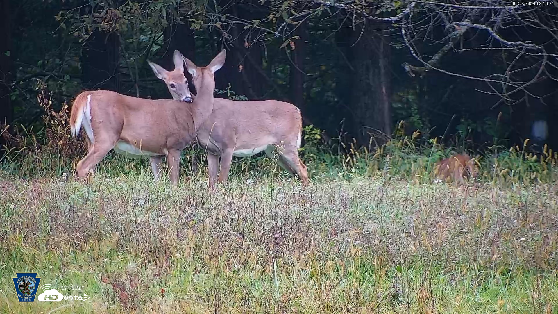 Snapshot of Pennsylvania Elk Live Webcam taken Sep 29, 2026, 6:17pm EDT