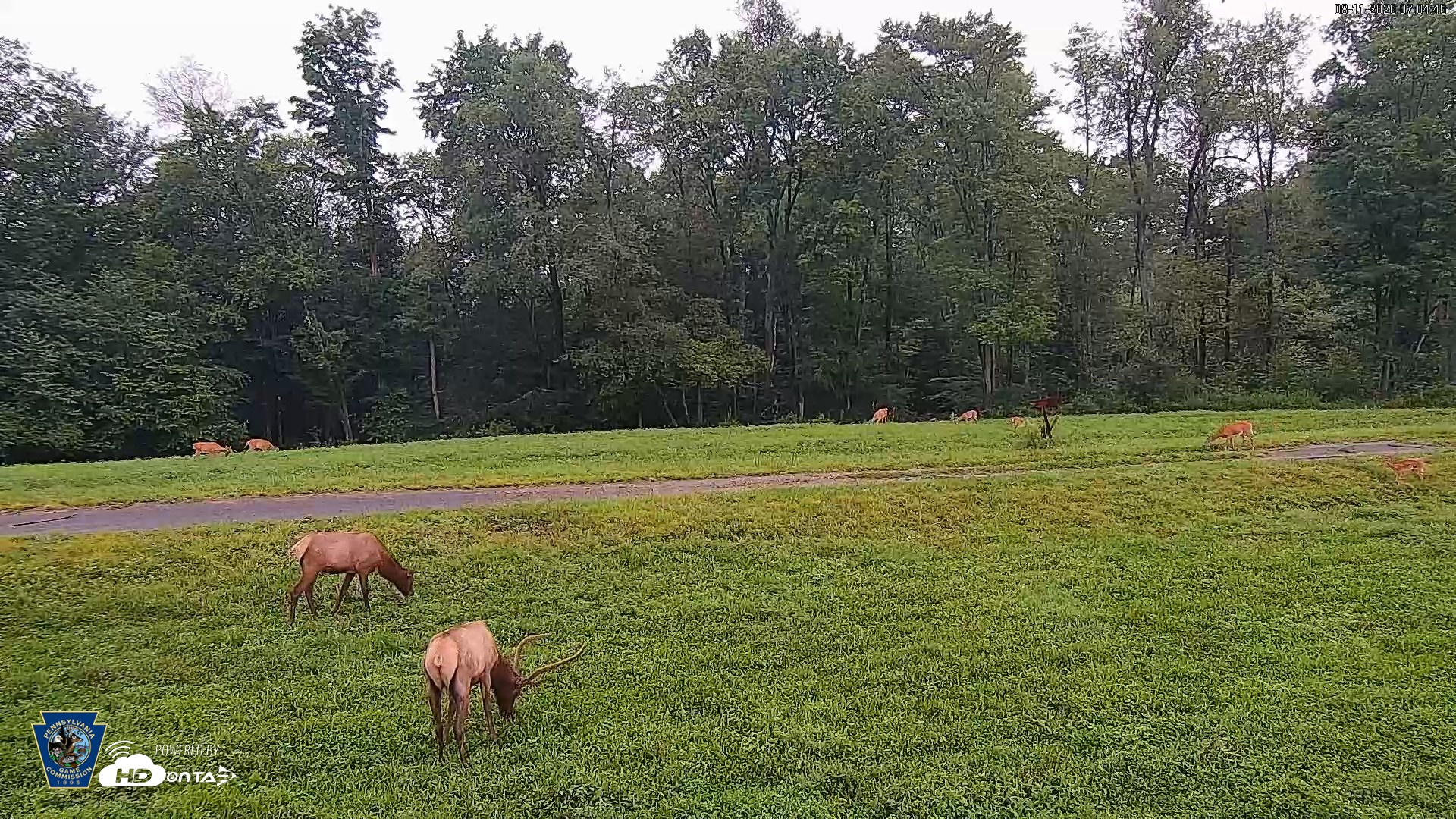 Snapshot of Pennsylvania Elk Live Webcam taken Aug 11, 2026, 7:06am EDT