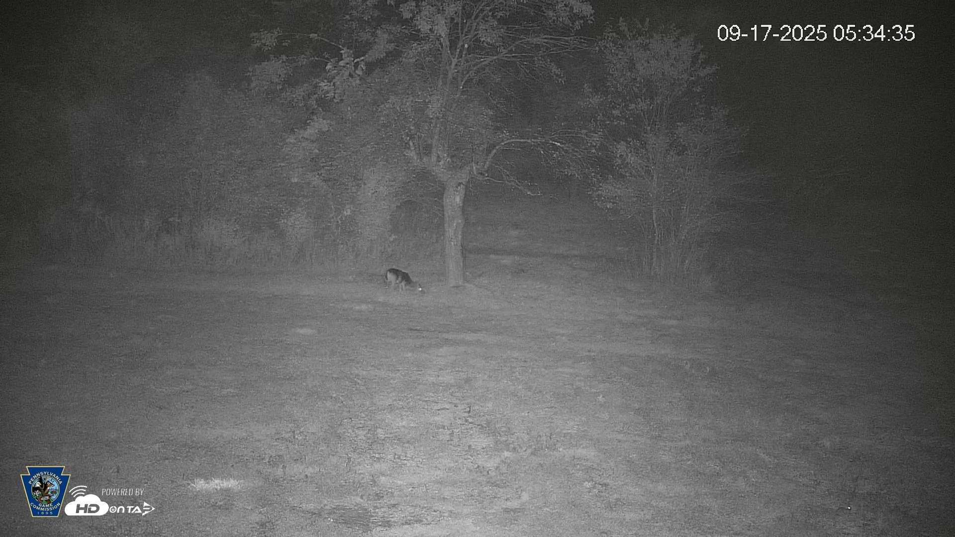 Snapshot of Pennsylvania Elk Live Webcam taken Sep 17, 2025, 5:35am EDT