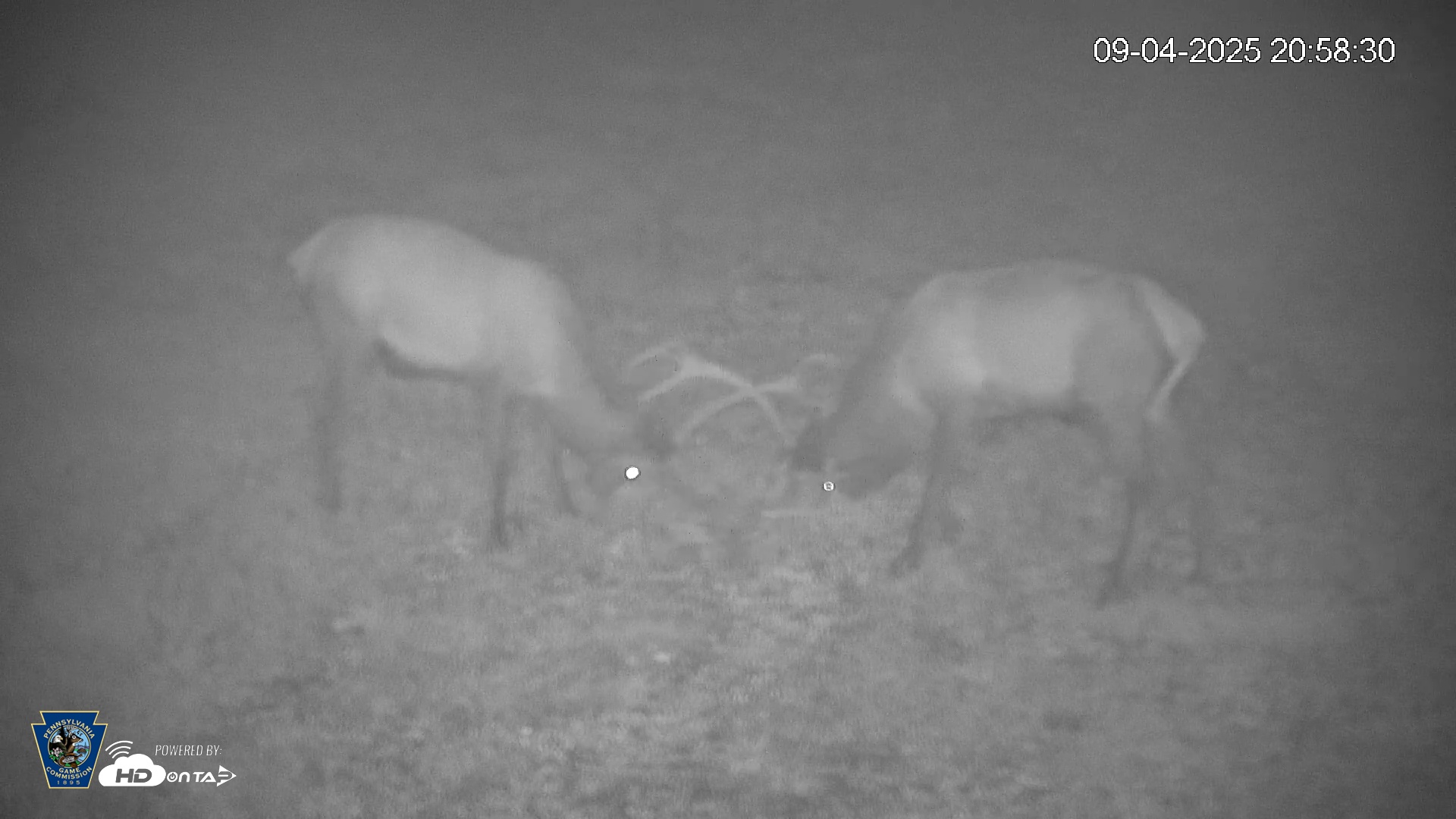 Snapshot of Pennsylvania Elk Live Webcam taken Sep 4, 2025, 8:59pm EDT