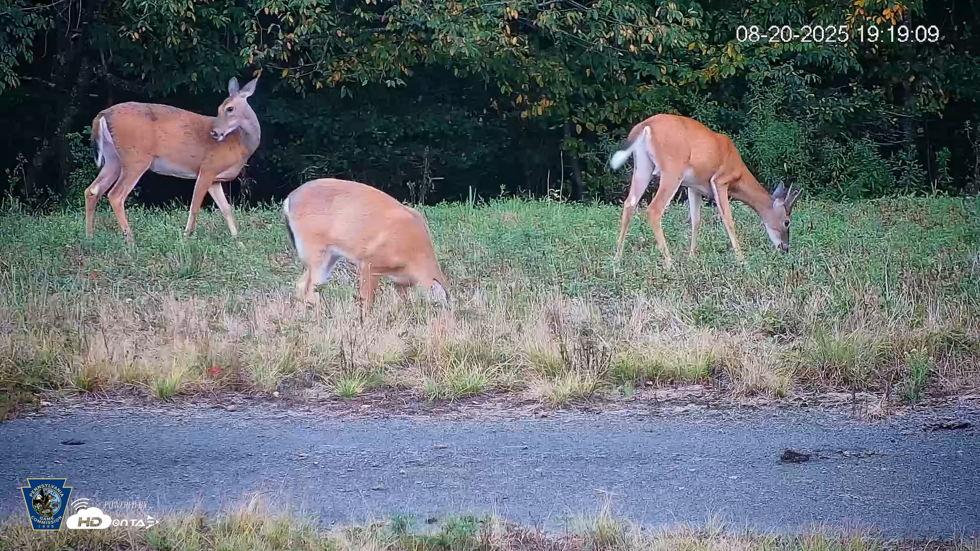 Snapshot of Pennsylvania Elk Live Webcam taken Aug 20, 2025, 7:19pm EDT