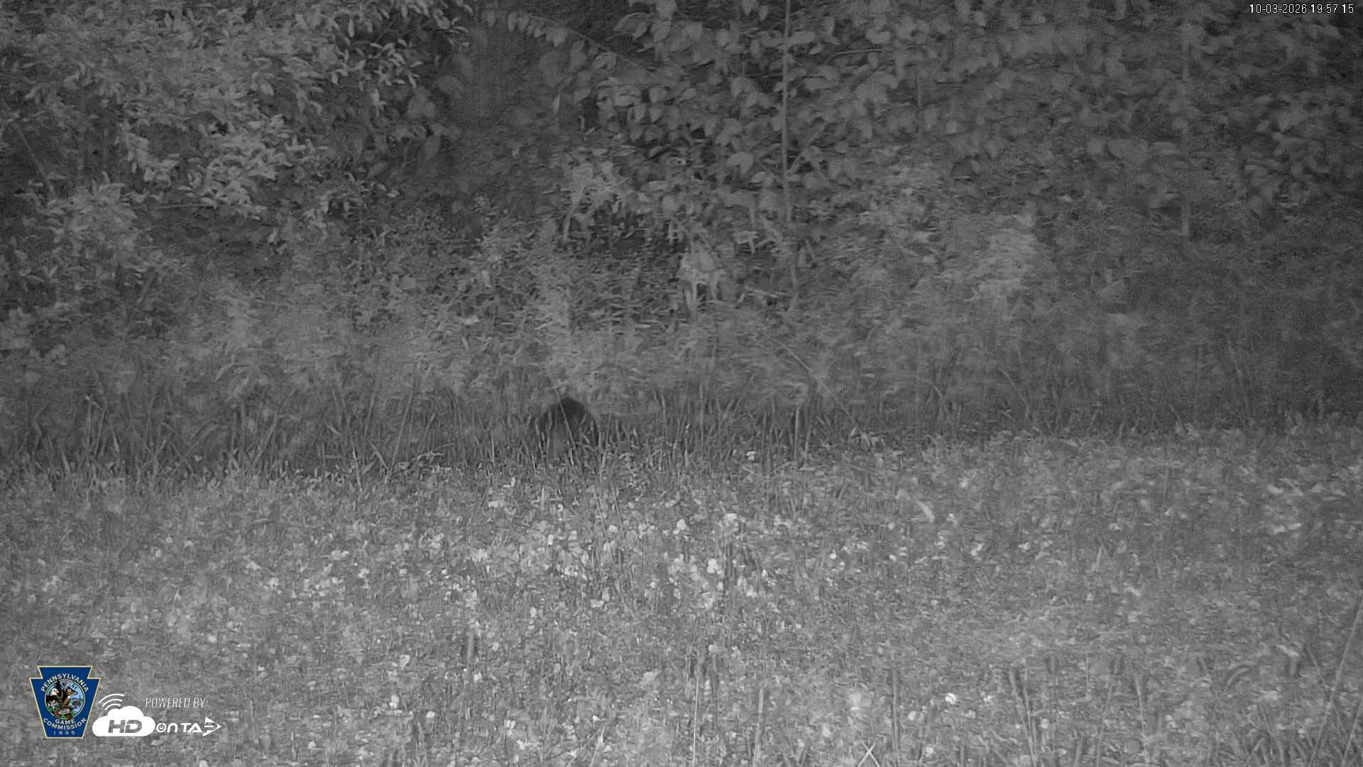 Snapshot of Pennsylvania Elk Live Webcam taken Oct 3, 2026, 7:58pm EDT