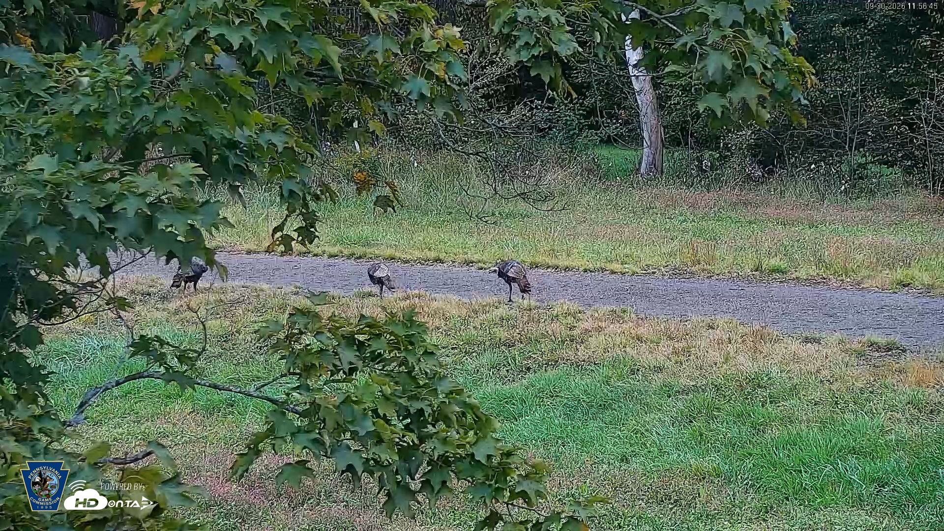 Snapshot of Pennsylvania Elk Live Webcam taken Sep 30, 2026, 11:57am EDT