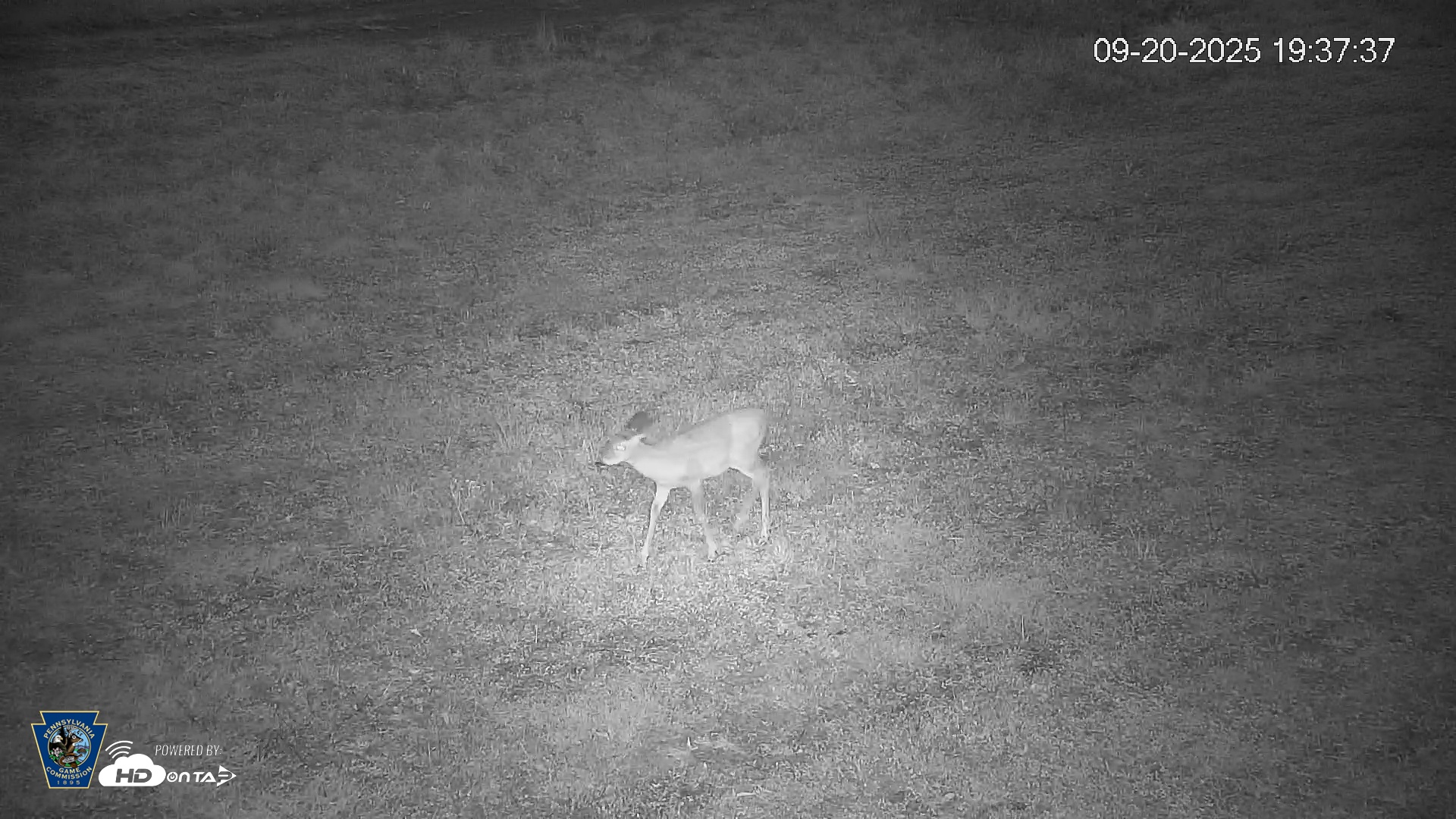 Snapshot of Pennsylvania Elk Live Webcam taken Sep 20, 2025, 7:38pm EDT