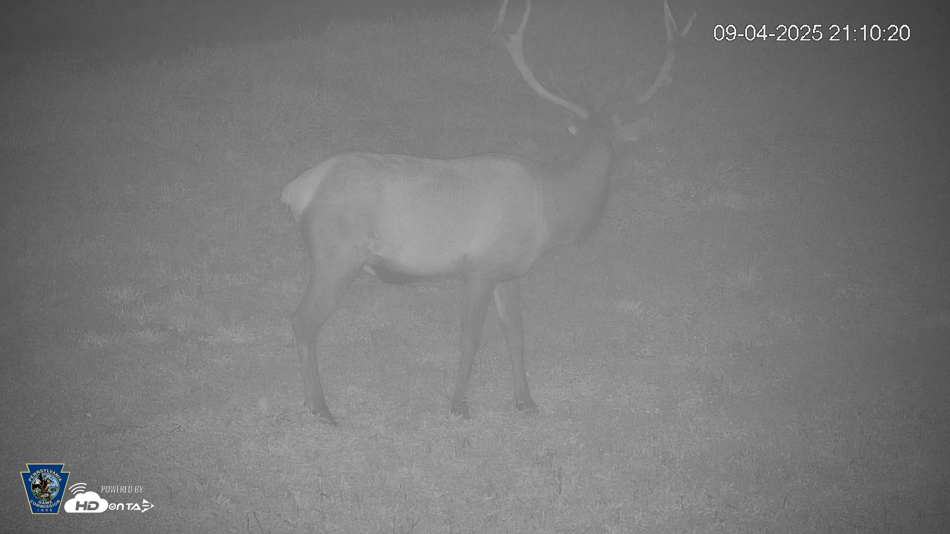 Snapshot of Pennsylvania Elk Live Webcam taken Sep 4, 2025, 9:11pm EDT