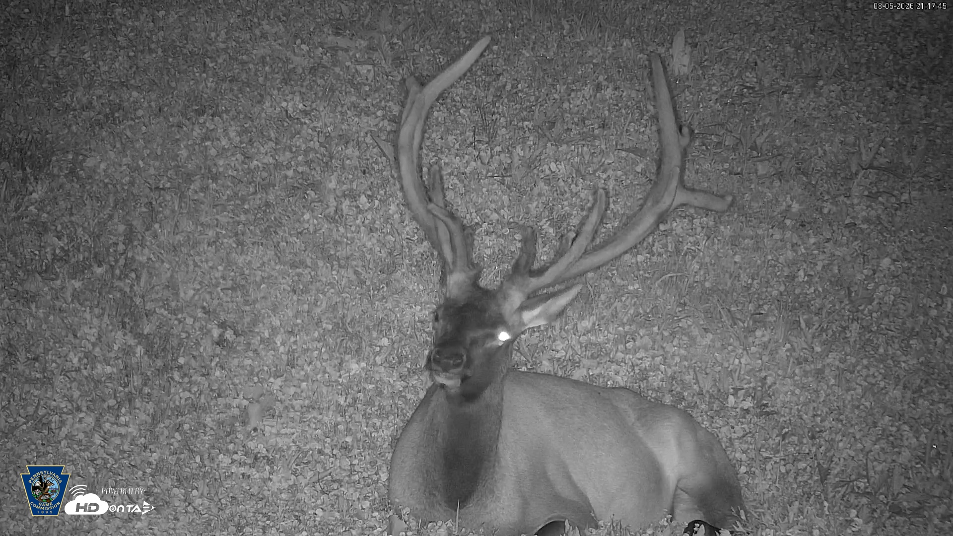Snapshot of Pennsylvania Elk Live Webcam taken Aug 5, 2026, 9:18pm EDT