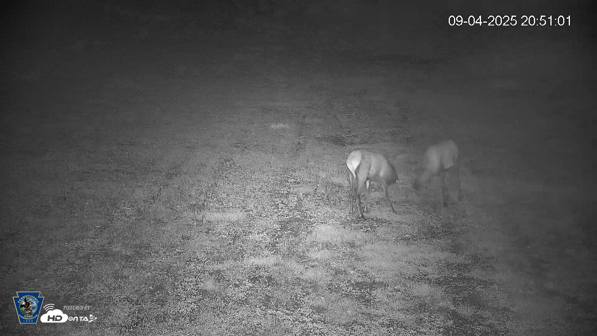 Snapshot of Pennsylvania Elk Live Webcam taken Sep 4, 2025, 8:51pm EDT