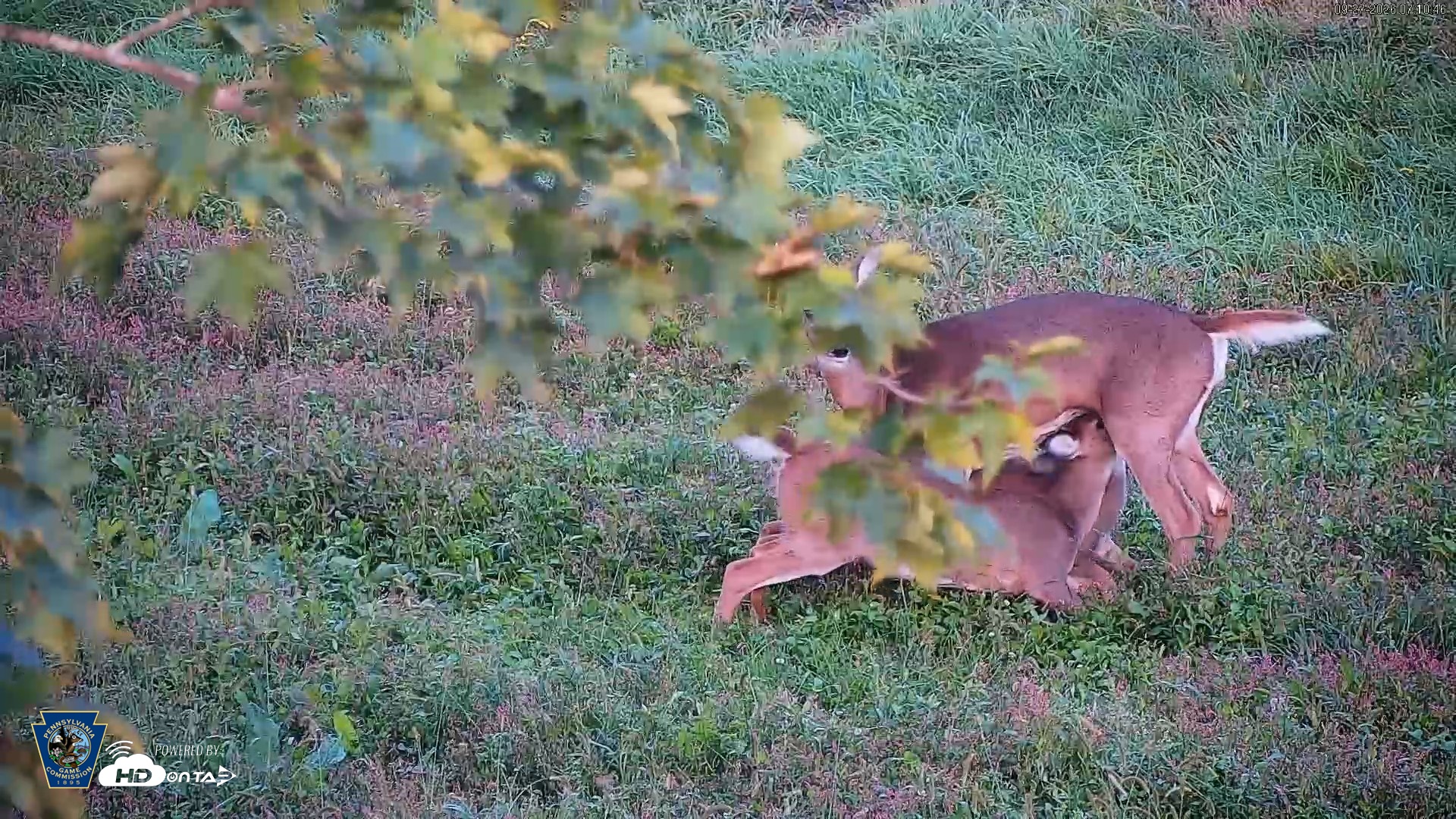 Snapshot of Pennsylvania Elk Live Webcam taken Sep 27, 2026, 7:11am EDT