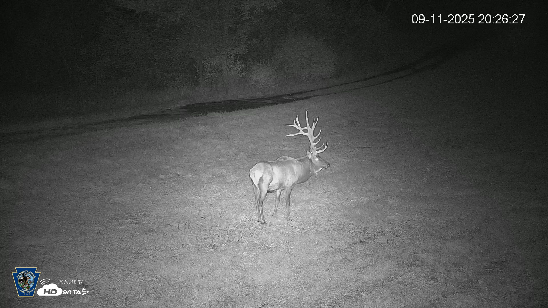 Snapshot of Pennsylvania Elk Live Webcam taken Sep 11, 2025, 8:27pm EDT
