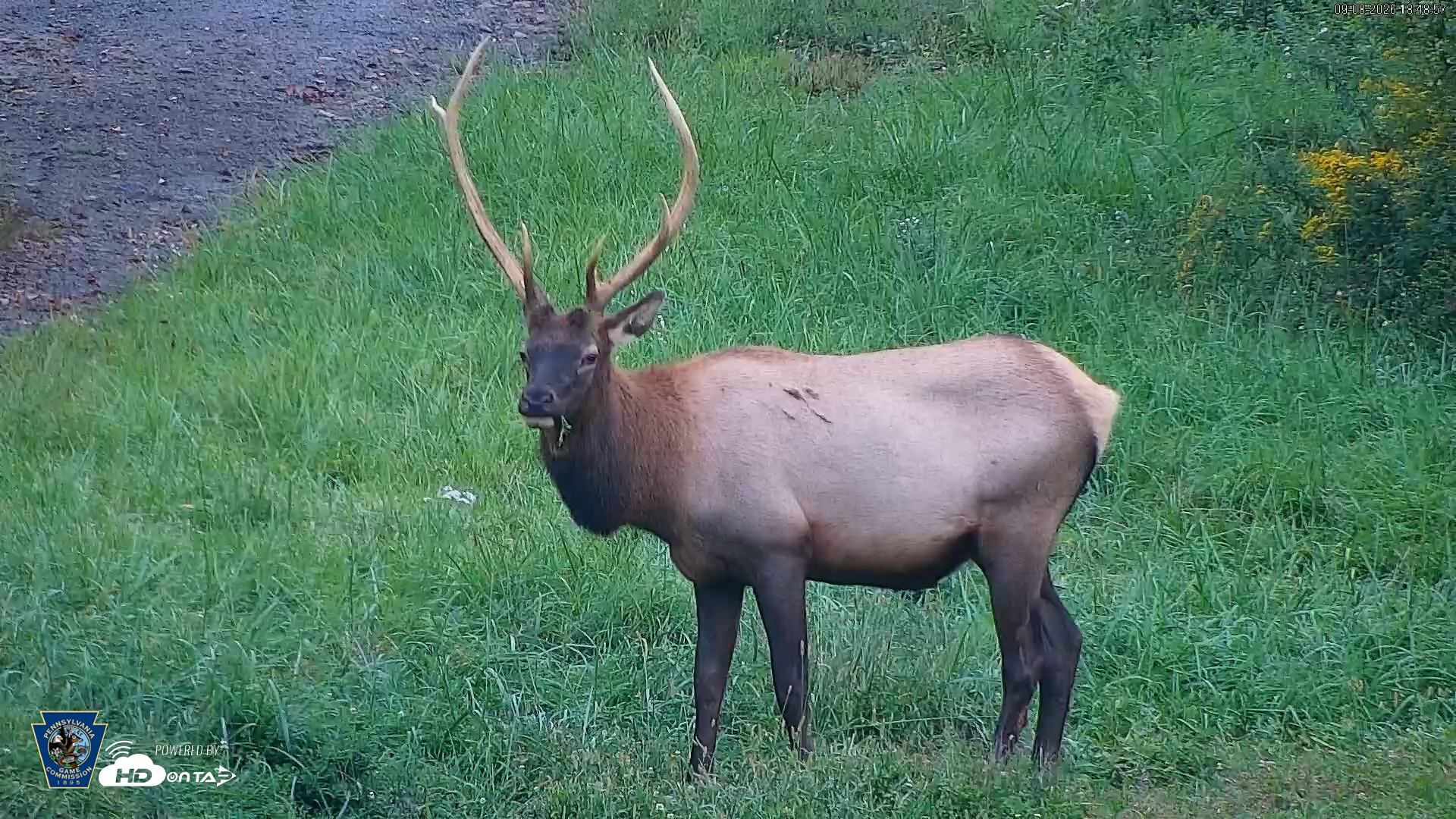 Snapshot of Pennsylvania Elk Live Webcam taken Sep 8, 2026, 6:49pm EDT
