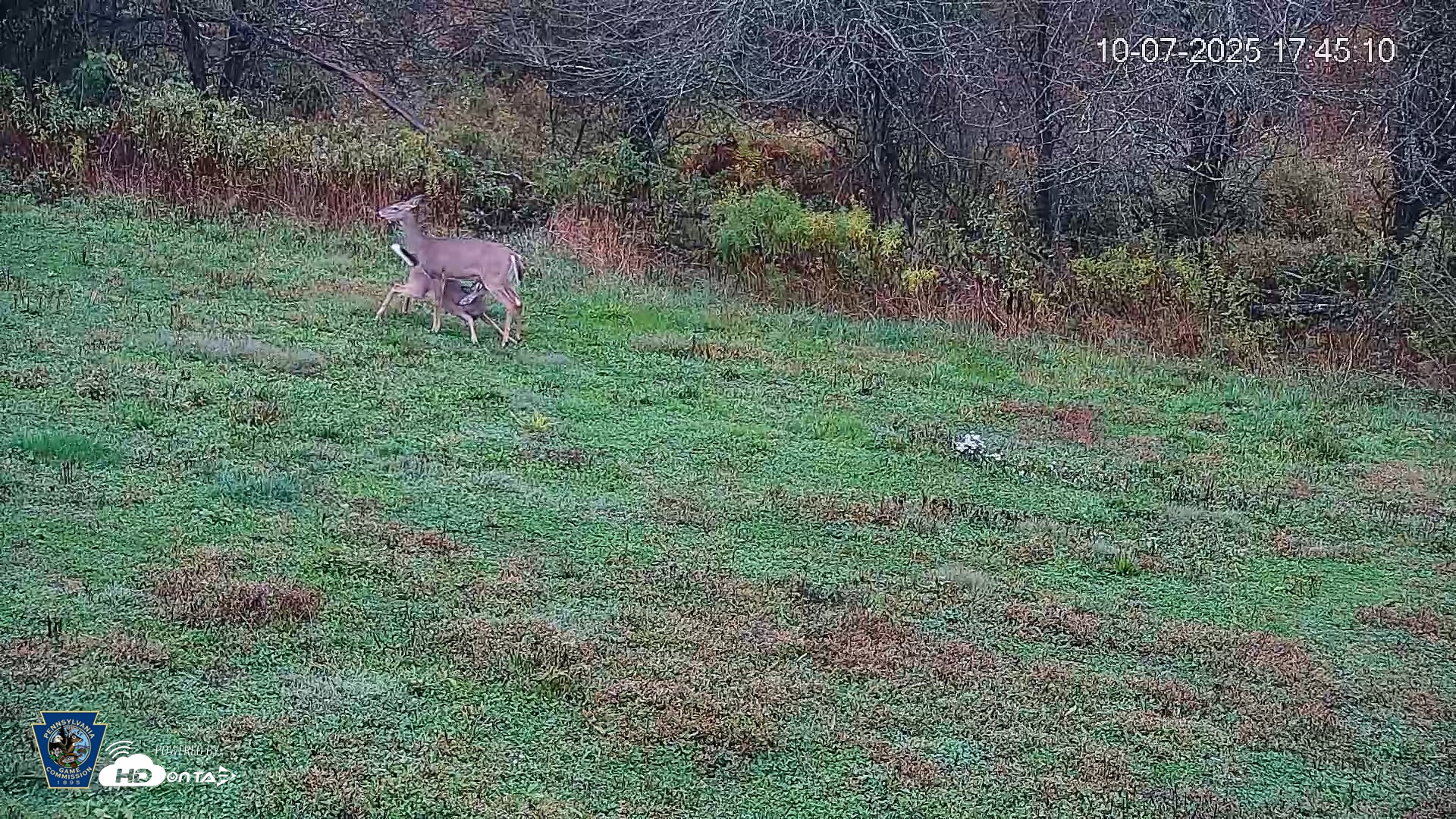 Snapshot of Pennsylvania Elk Live Webcam taken Oct 7, 2025, 5:45pm EDT
