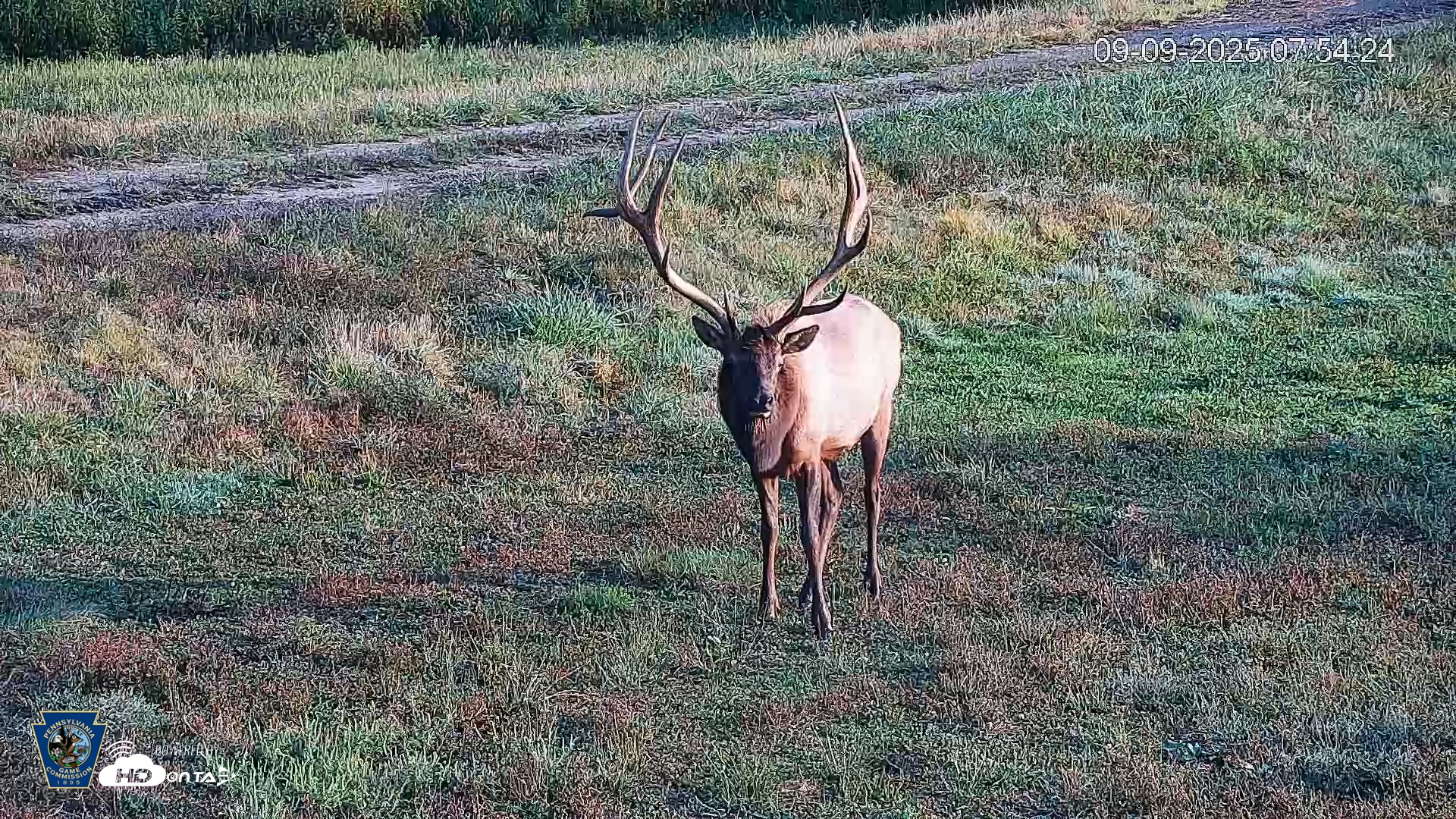 Snapshot of Pennsylvania Elk Live Webcam taken Sep 9, 2025, 7:55am EDT