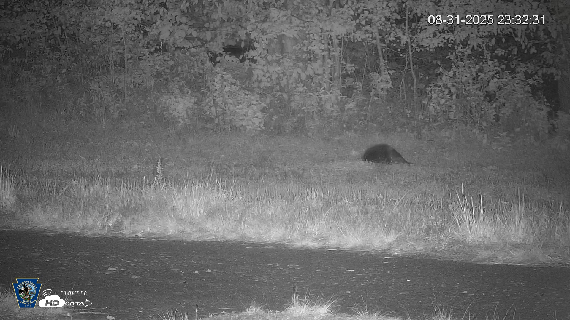 Snapshot of Pennsylvania Elk Live Webcam taken Aug 31, 2025, 11:33pm EDT