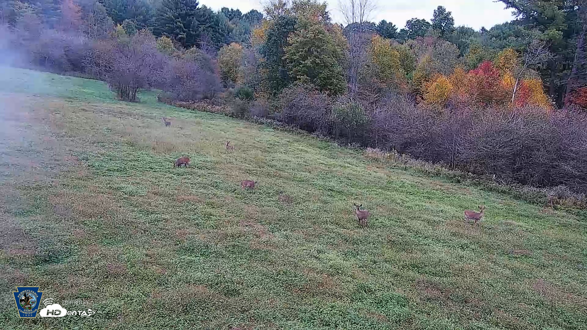 Snapshot of Pennsylvania Elk Live Webcam taken Oct 2, 2026, 6:08pm EDT