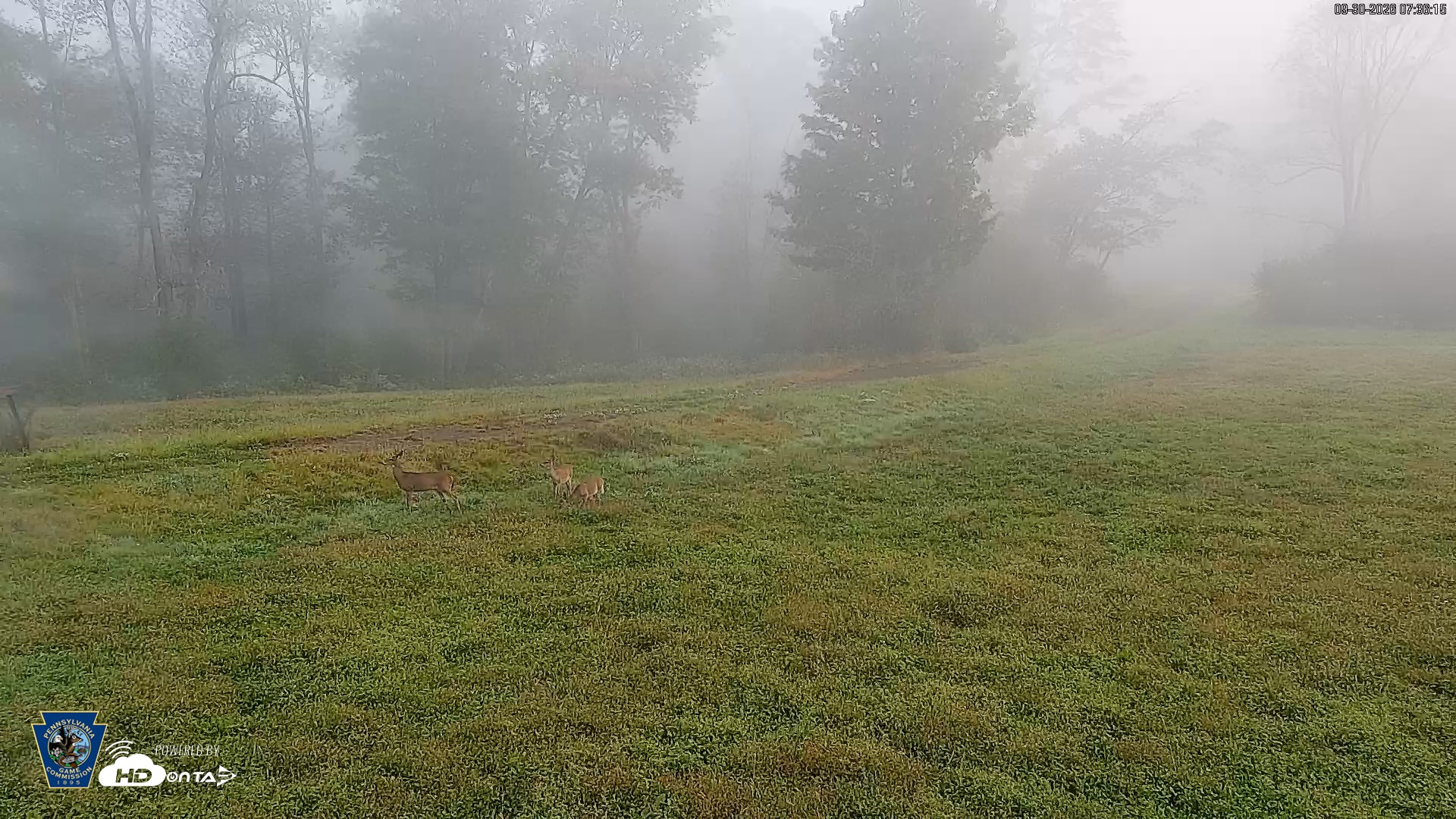 Snapshot of Pennsylvania Elk Live Webcam taken Sep 30, 2026, 7:37am EDT